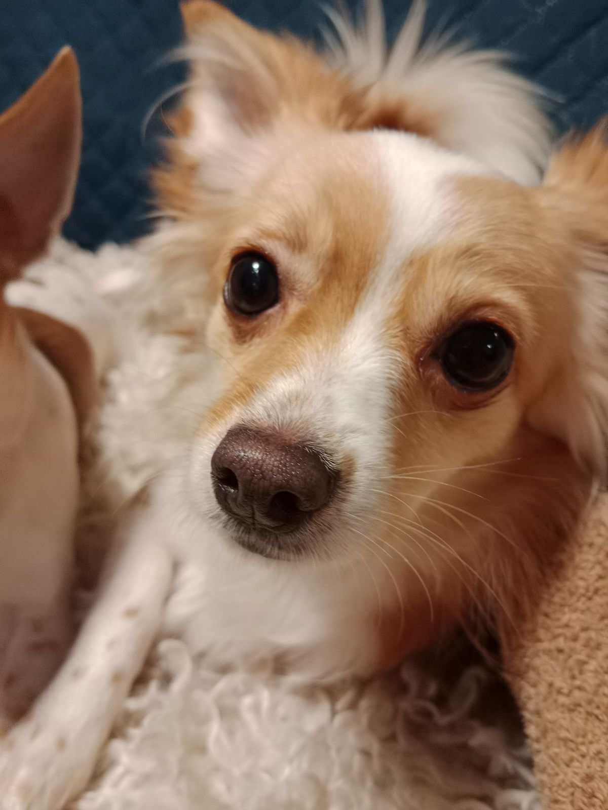 Long Haired Full Breed Chihuahua Price Chihuahua Breeder Long