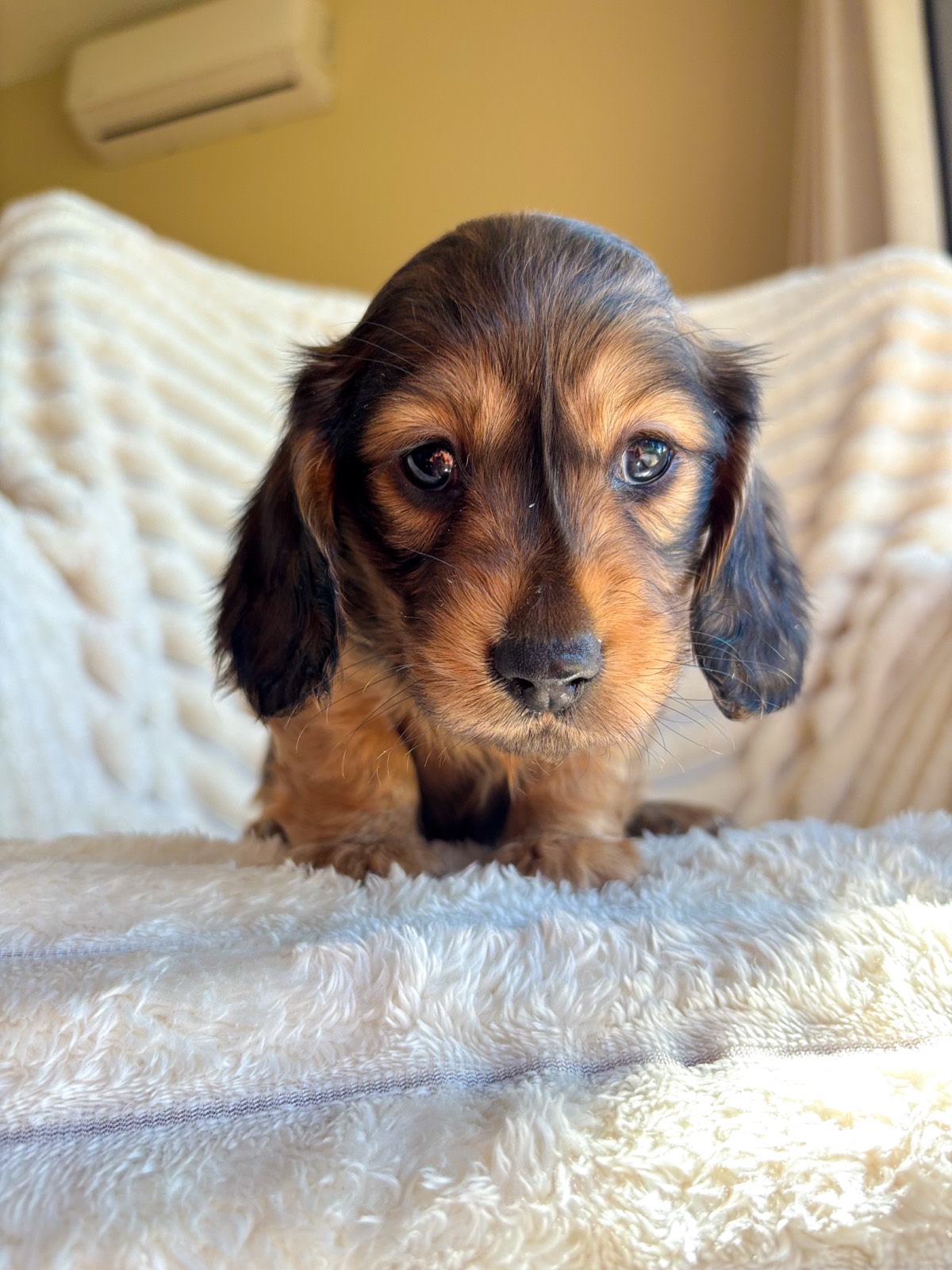 Dog Grooming Miniature Dachshund Cross Jack Russell Puppies For