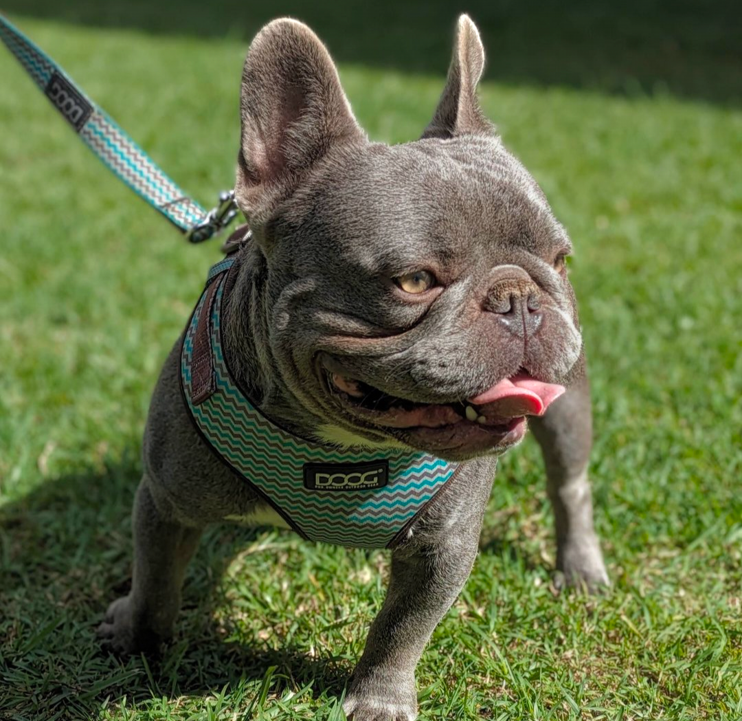 French Bulldog (Male) Dogs Puppies Gumtree Australia Coffs
