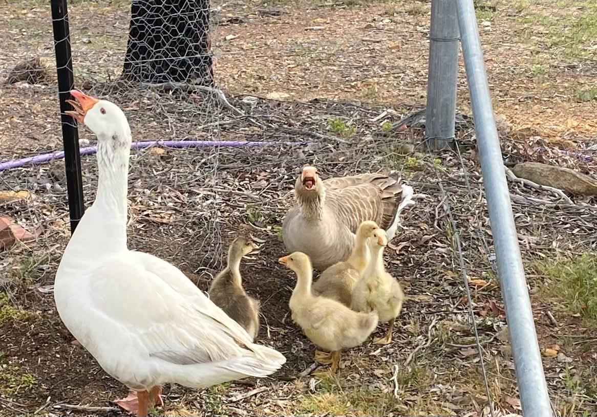 Baby geese Livestock Gumtree Australia Queanbeyan Area