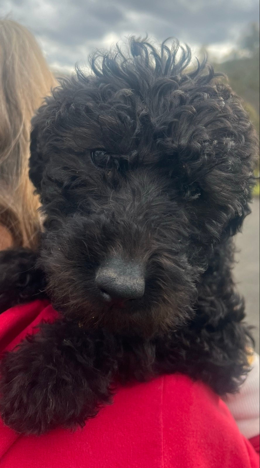 Stunning Standard Labradoodle Puppies DNA clear Dogs