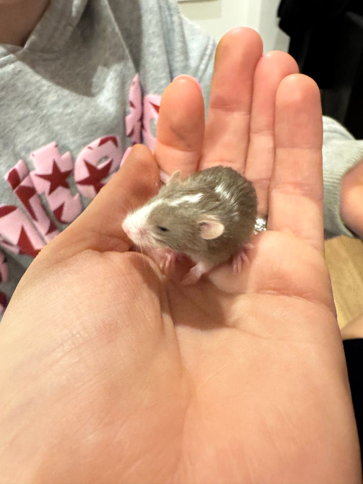 Long Haired Female Mice For Sale Near Me SALE Pet Mice Mix Of
