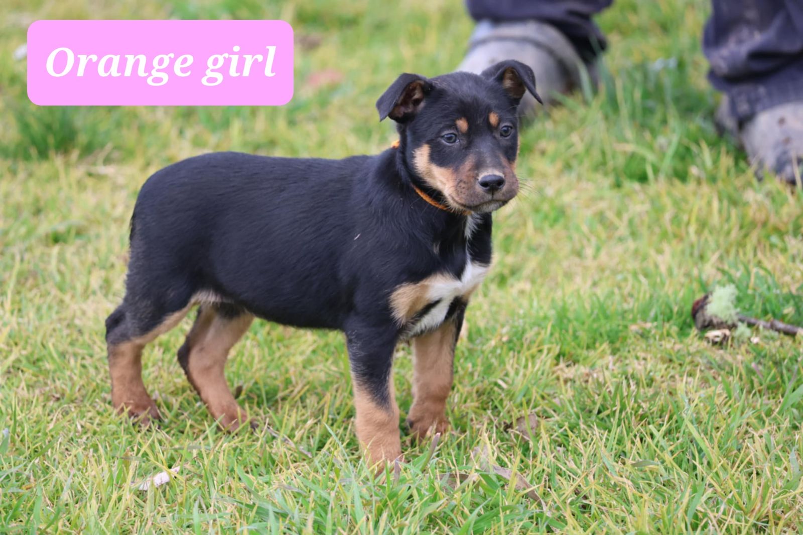 Australian Shepherd X Kelpie Puppies Pure Breed Kelpie Pups Ready