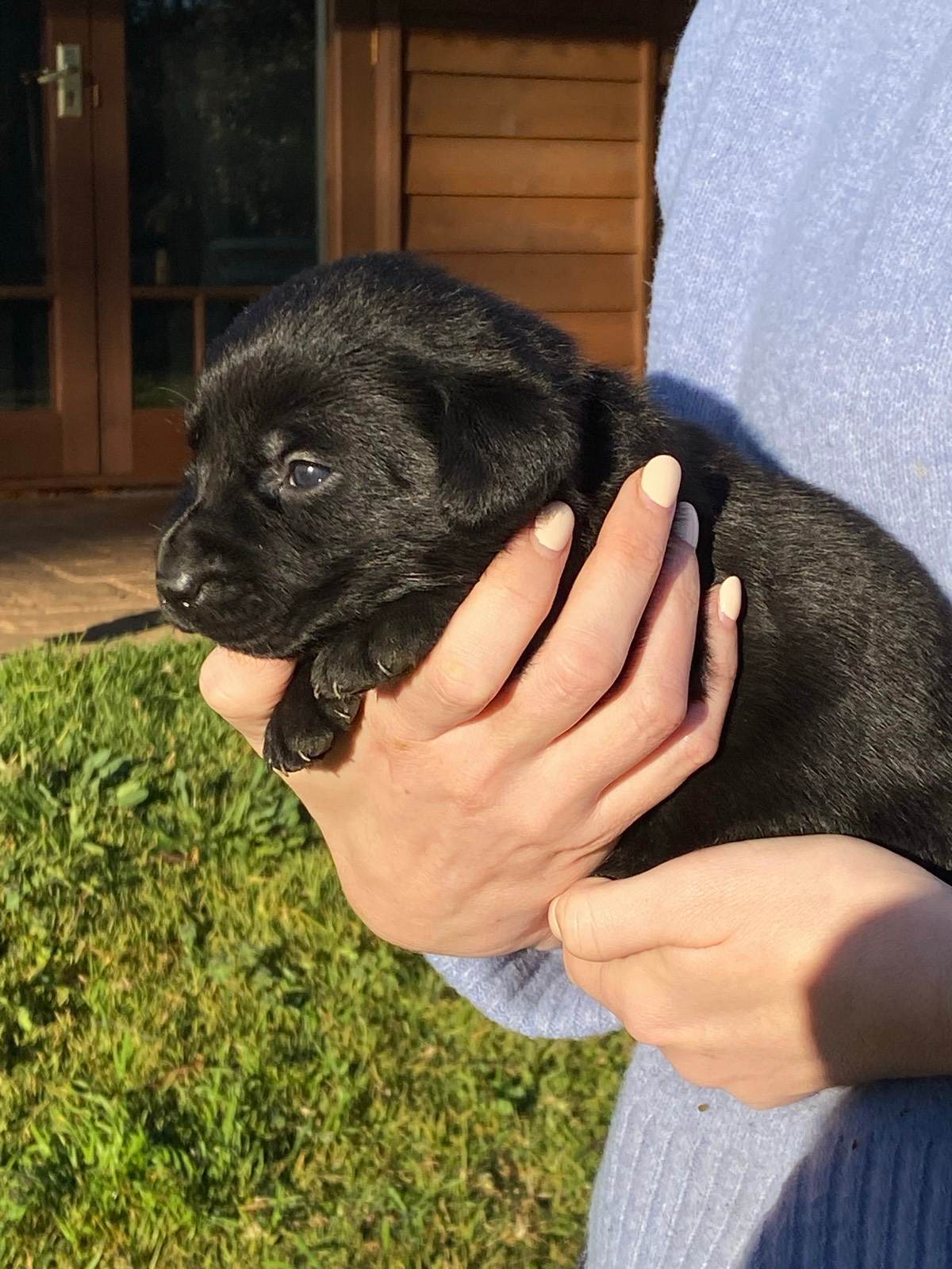 Puppies Labraheeler Full Grown Australian Labraheeler Puppies For