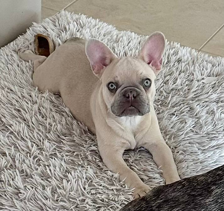 Classifieds French Bulldog Puppy Gumtree French Bulldogs For Sale
