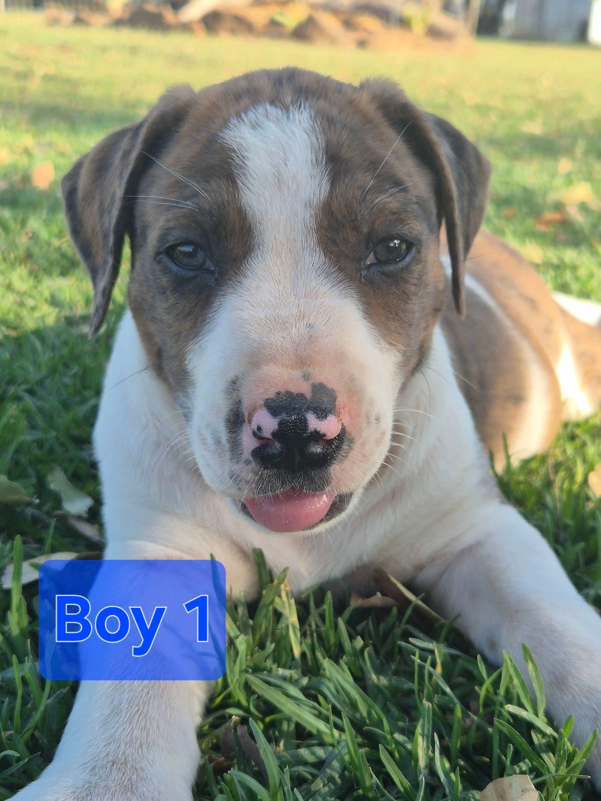 Bull Arab Bull Mastiff Cross For Sale Mastiff Dane Arab X Pups