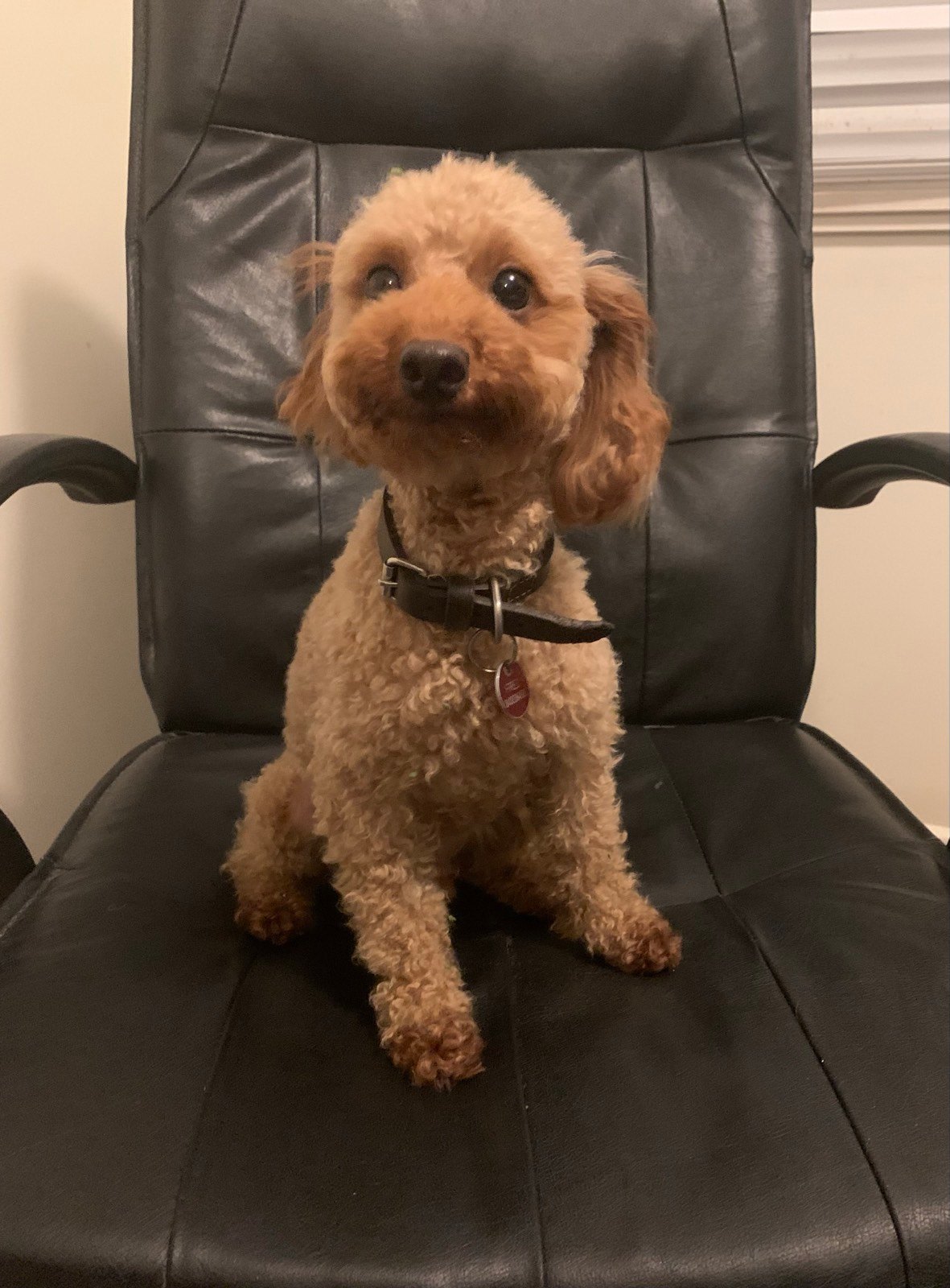 Light Brown Teacup Poodle Adults Full Grown Size Of Poodles