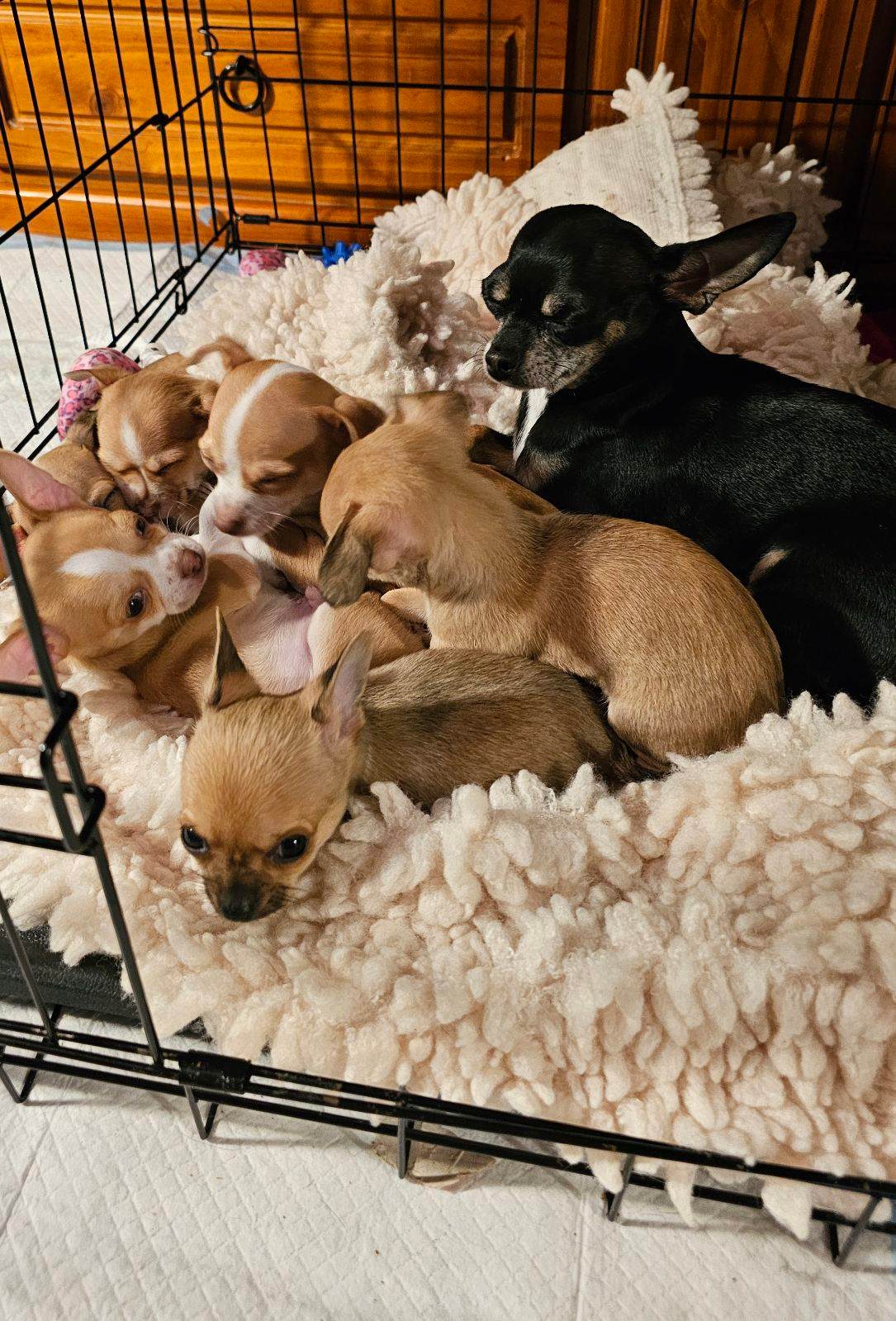 Chihuahua Puppy Gumtree Chihuahua Dogs For Sale Mini Chihuahua