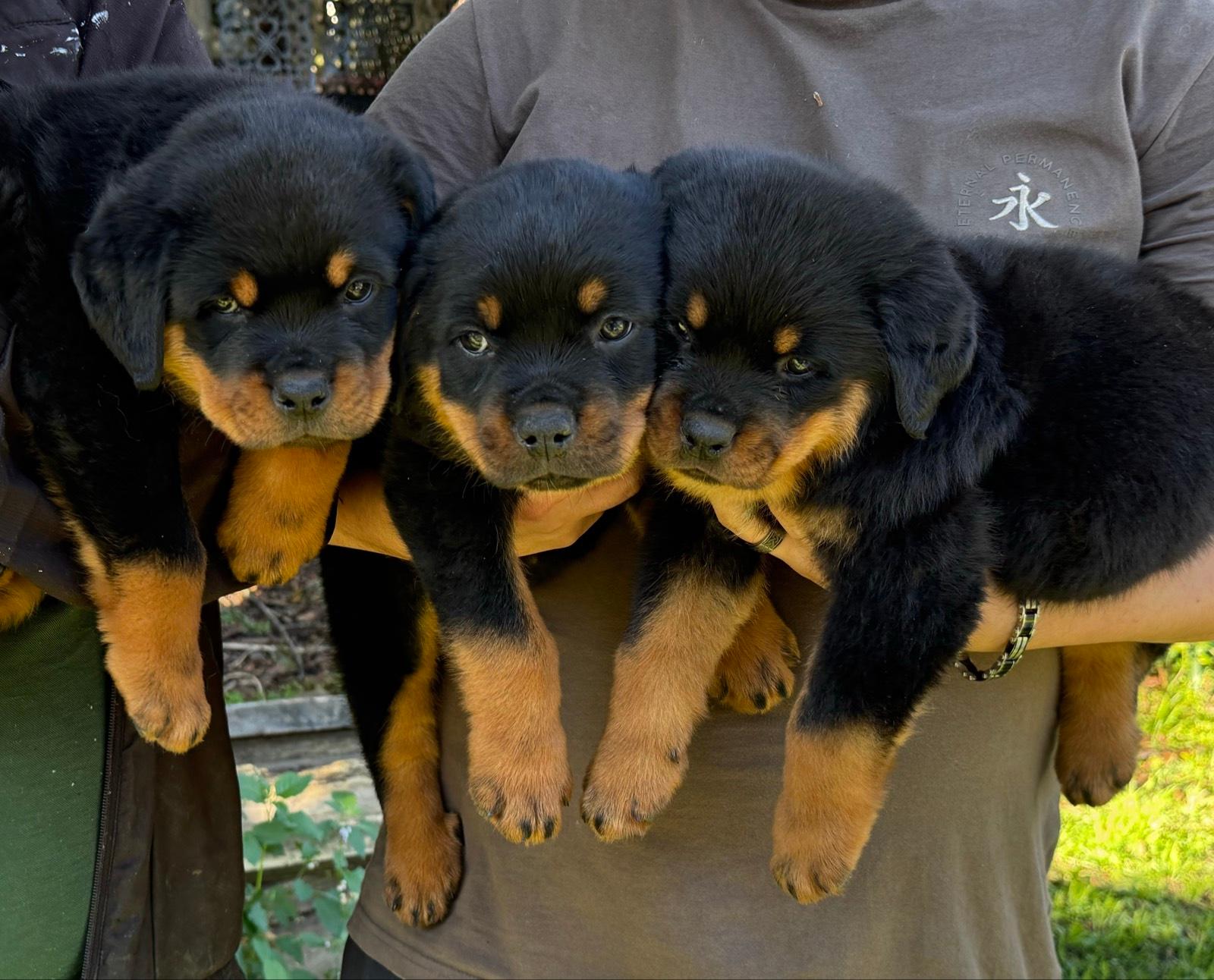 Purebred Rottweiler Rottweiler Gumtree Dog Rottweiler Purebred