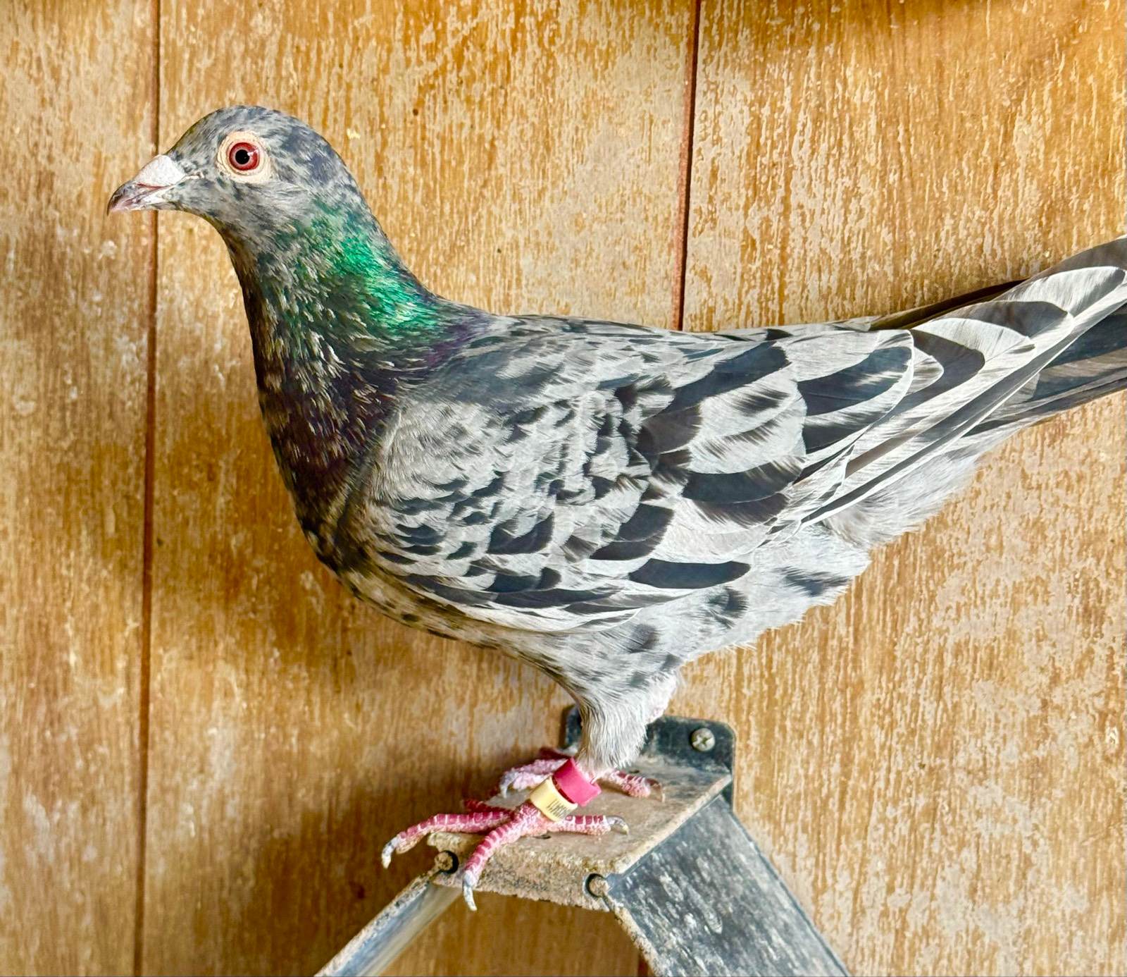 Coloured Racing Homer Pigeons | Birds | Gumtree Australia Campbelltown ...