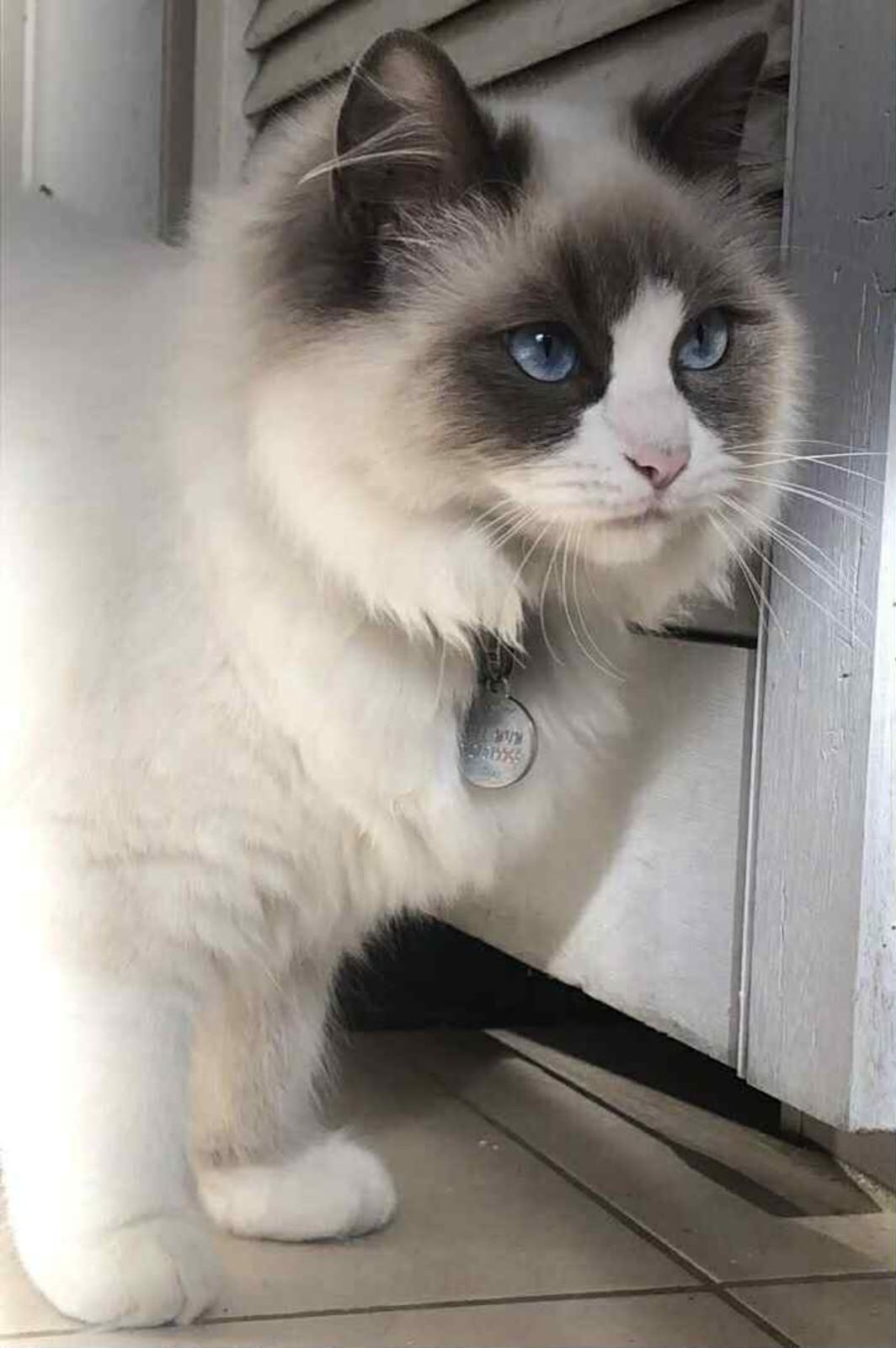 Seal Point Purebreds Plus Cat Rescue Purebred Seal And Bluepoint