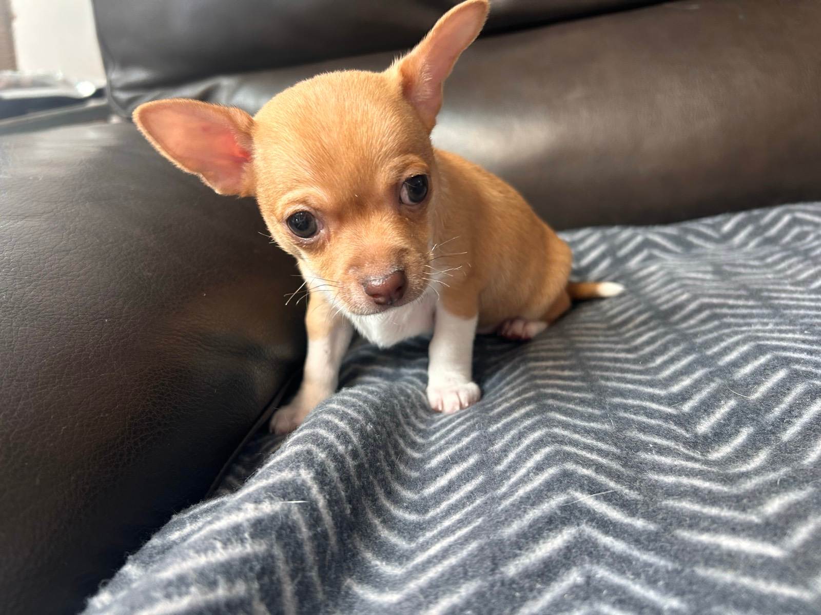 gorgeous Chihuahuas looking for their forever home! Dogs