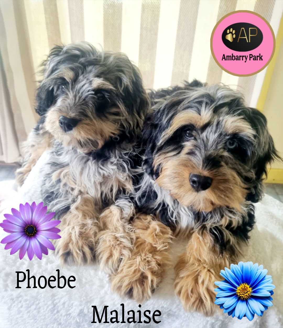 Rare Phantom Blue Merle F1 Toy Cavoodle Girls Dogs Puppies