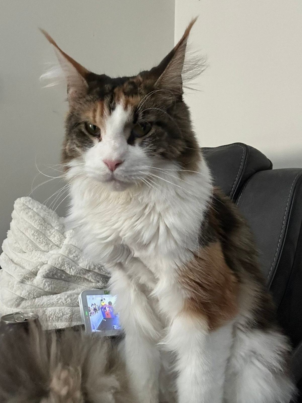 South Australia Rescue Cats And Kittens South Australia Animal