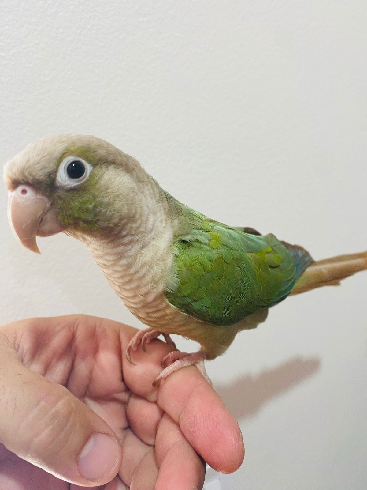 Tamed turquoise conure parrot (Male, month Old) Birds Gumtree