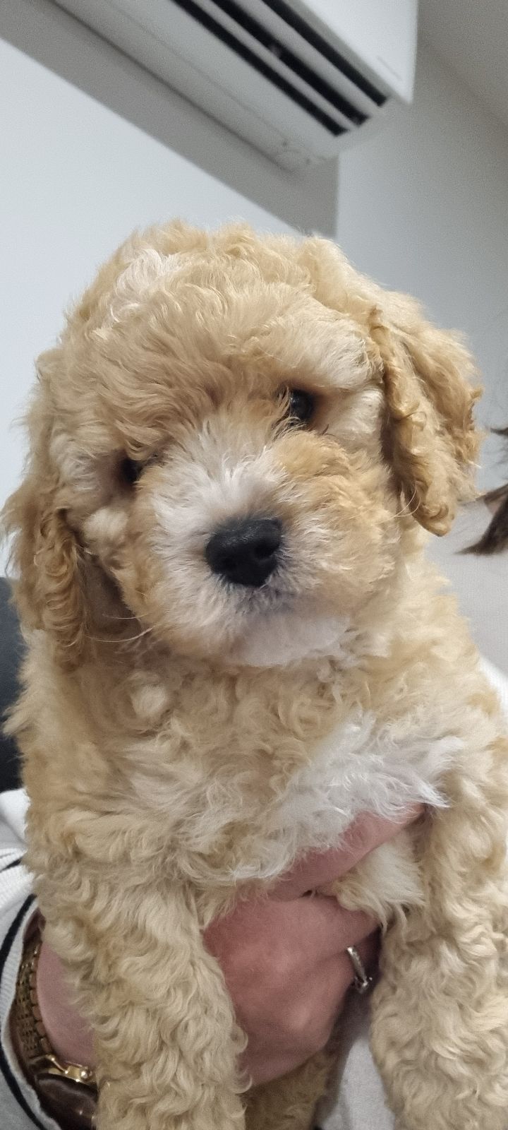 Old White Cavoodle Puppies Red-and-white Cavapoo Puppy By Mark Taylor