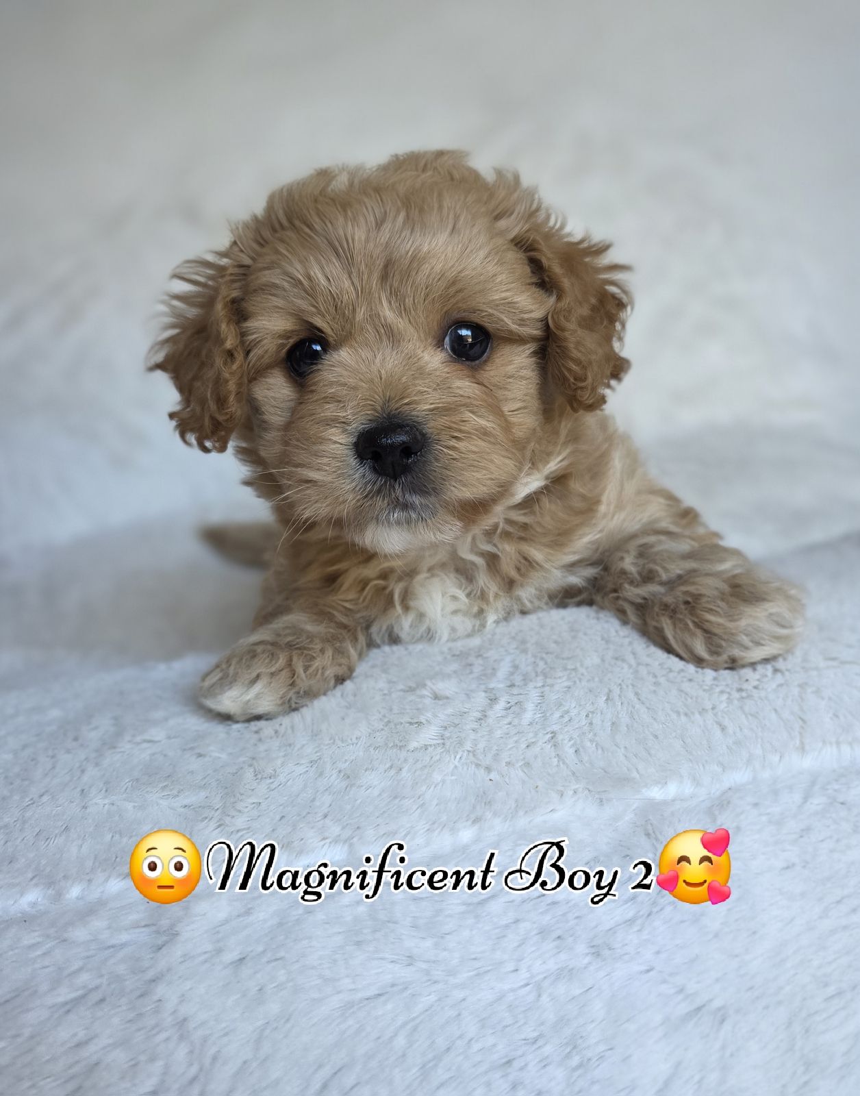 Maltipoo Toy Poodle X Maltese Shih Tzu Maltipoo Maltese Yorkie And