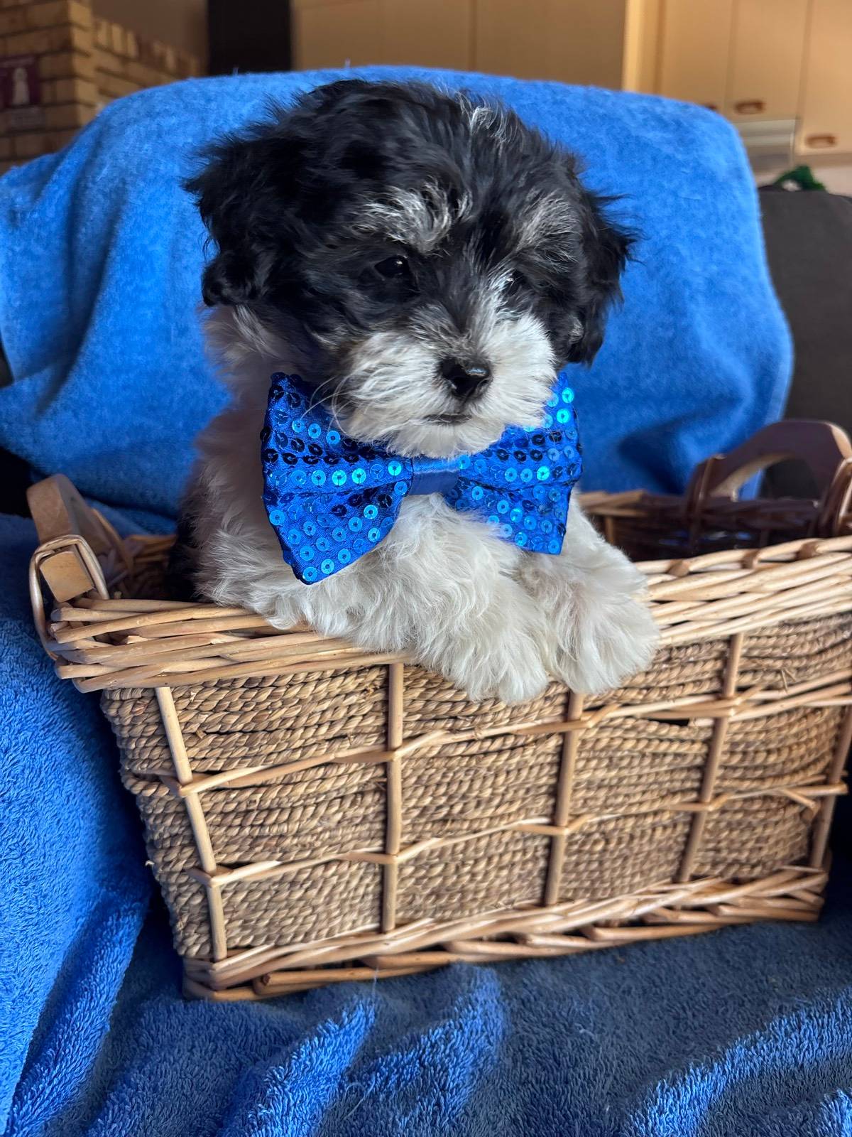 Maltese Pups Maltese Dog Gumtree Teacup Maltese Puppies Small Dogs