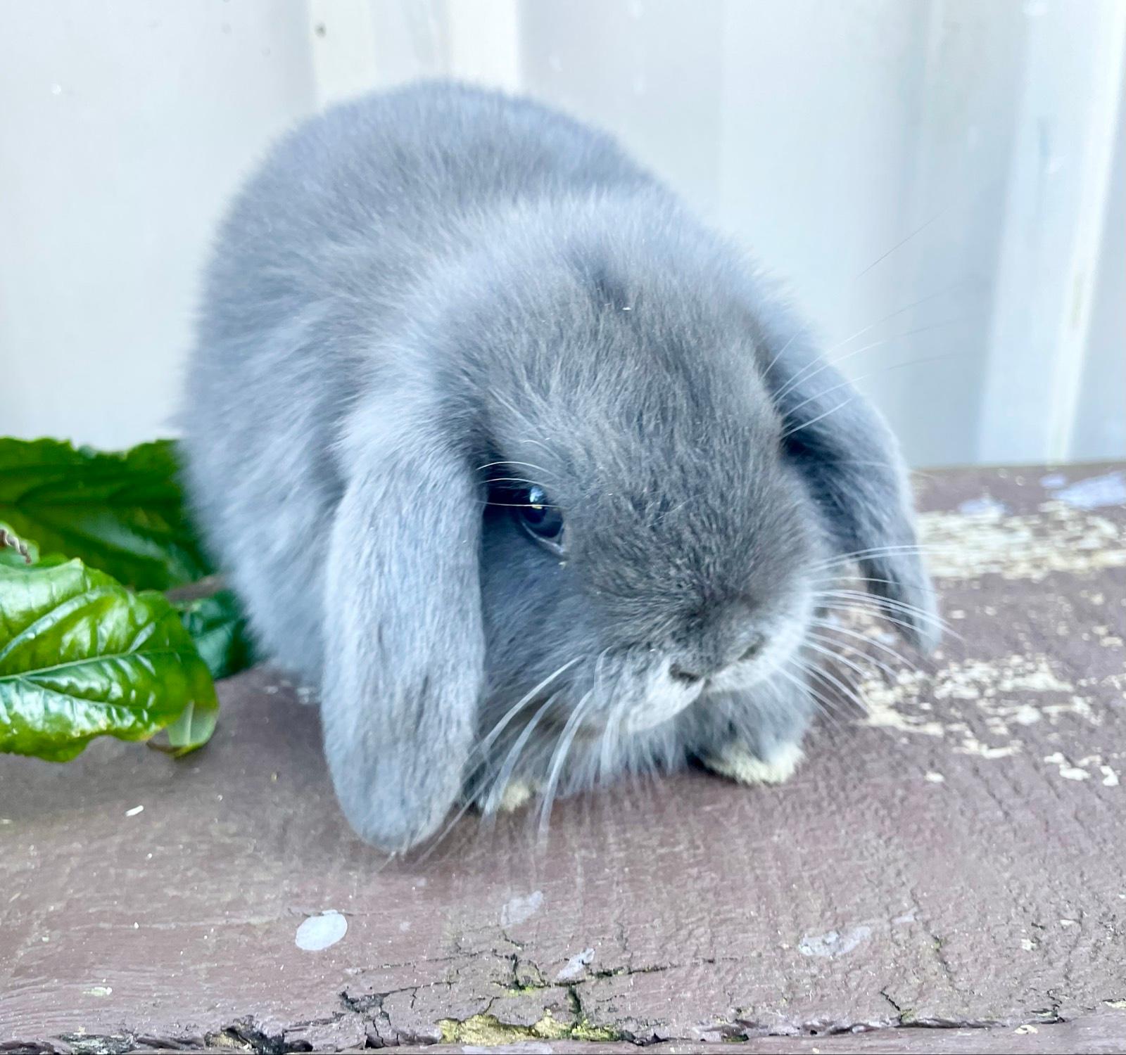 Light Grey Mini Lop Holland Lop Bunnies Angora Dwarf Rabbit For