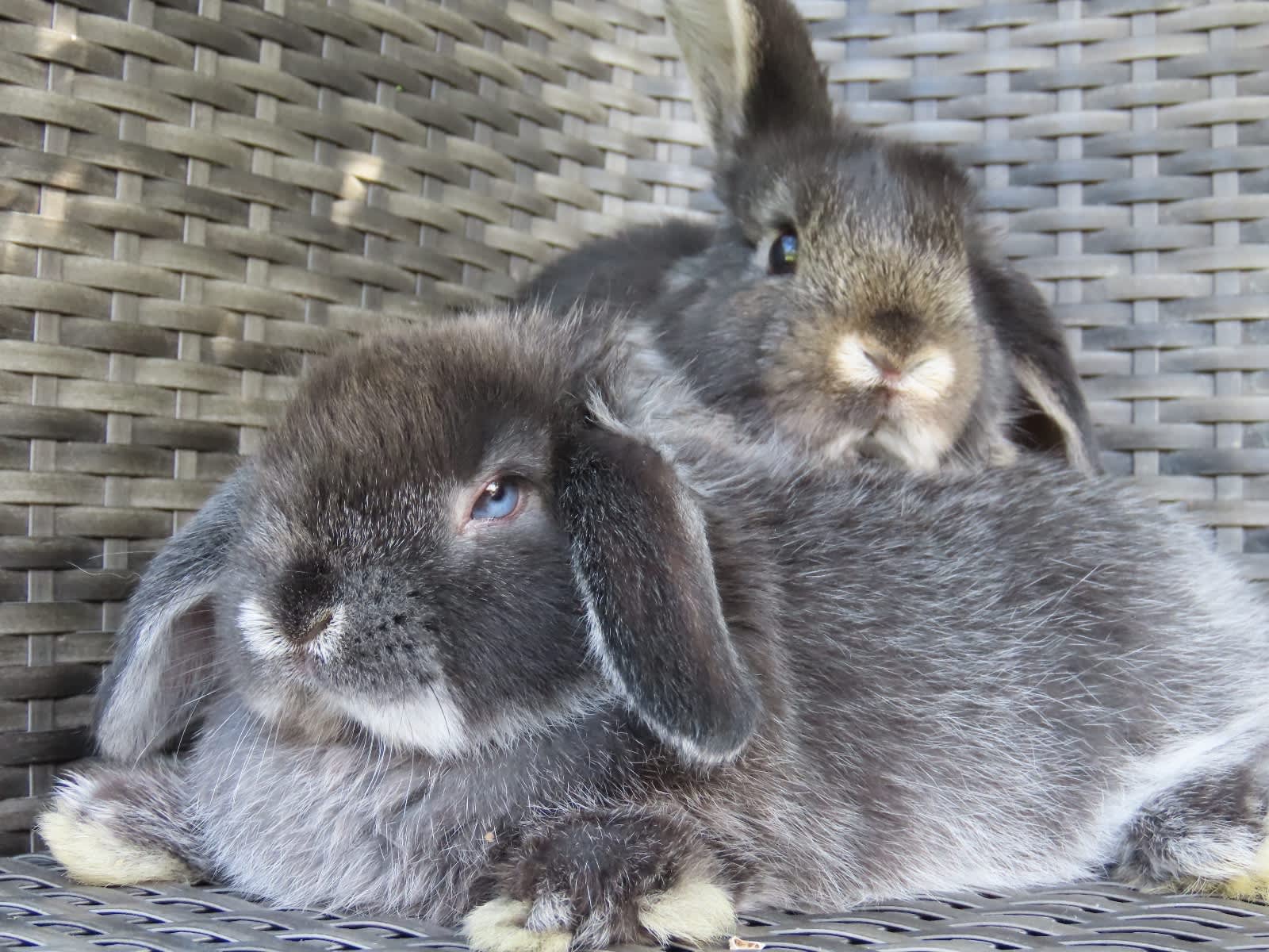 Baby Bunnies Gumtree Rabbits For Sale RARE BABY PUREBRED MINI LOP