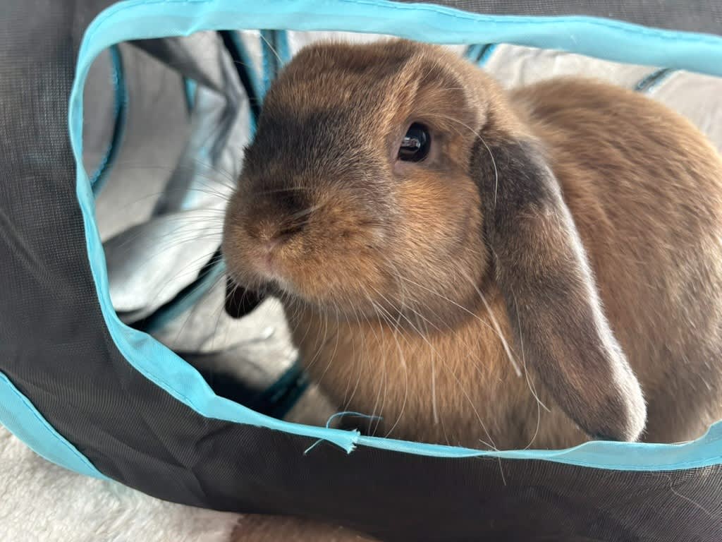 month old Mini lop rabbit Rabbits Gumtree Australia Banyule