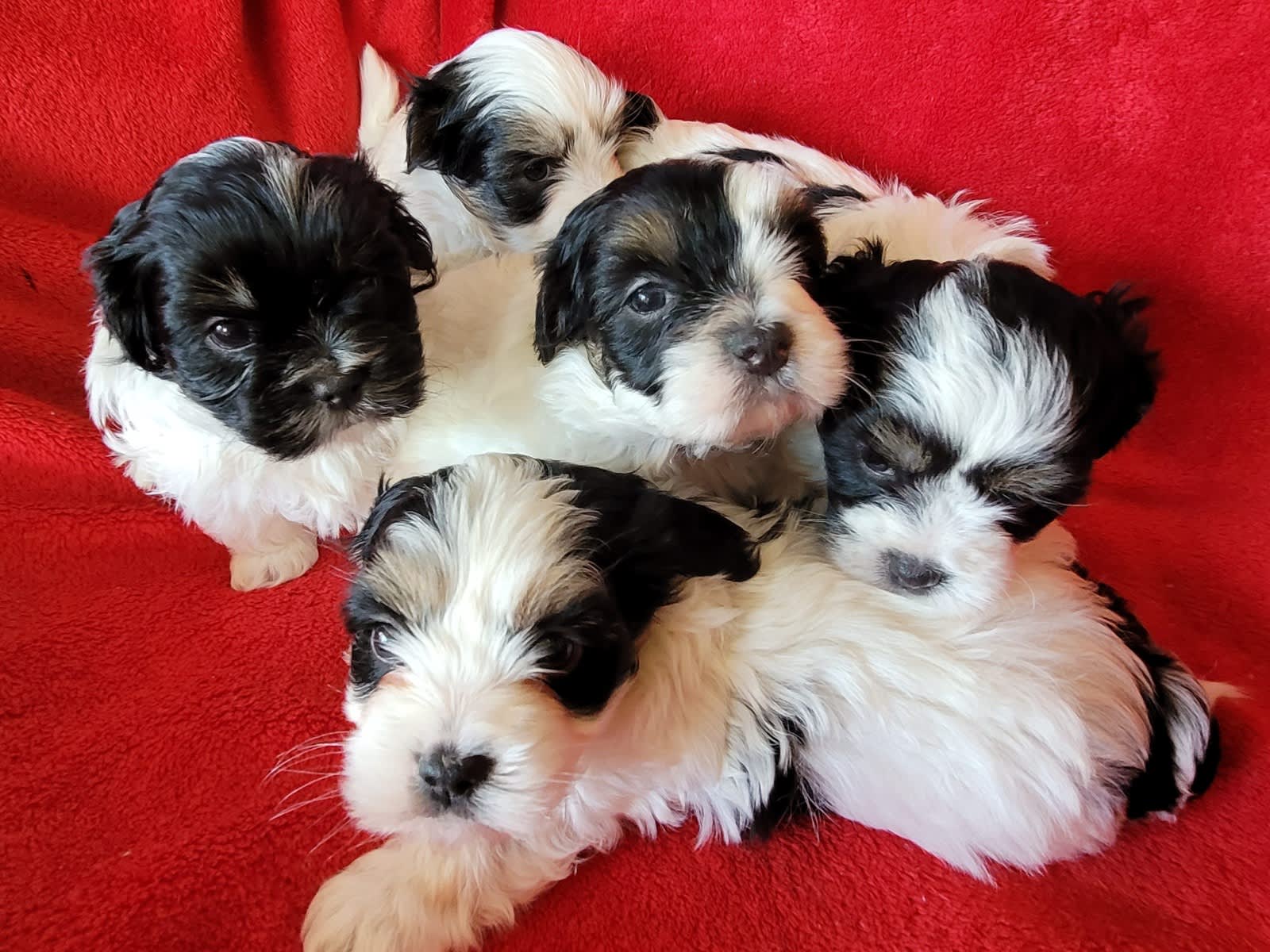 Shih Tzu Dogs That Dont Shed And Are Small Shih Tzu Dogs That Dont