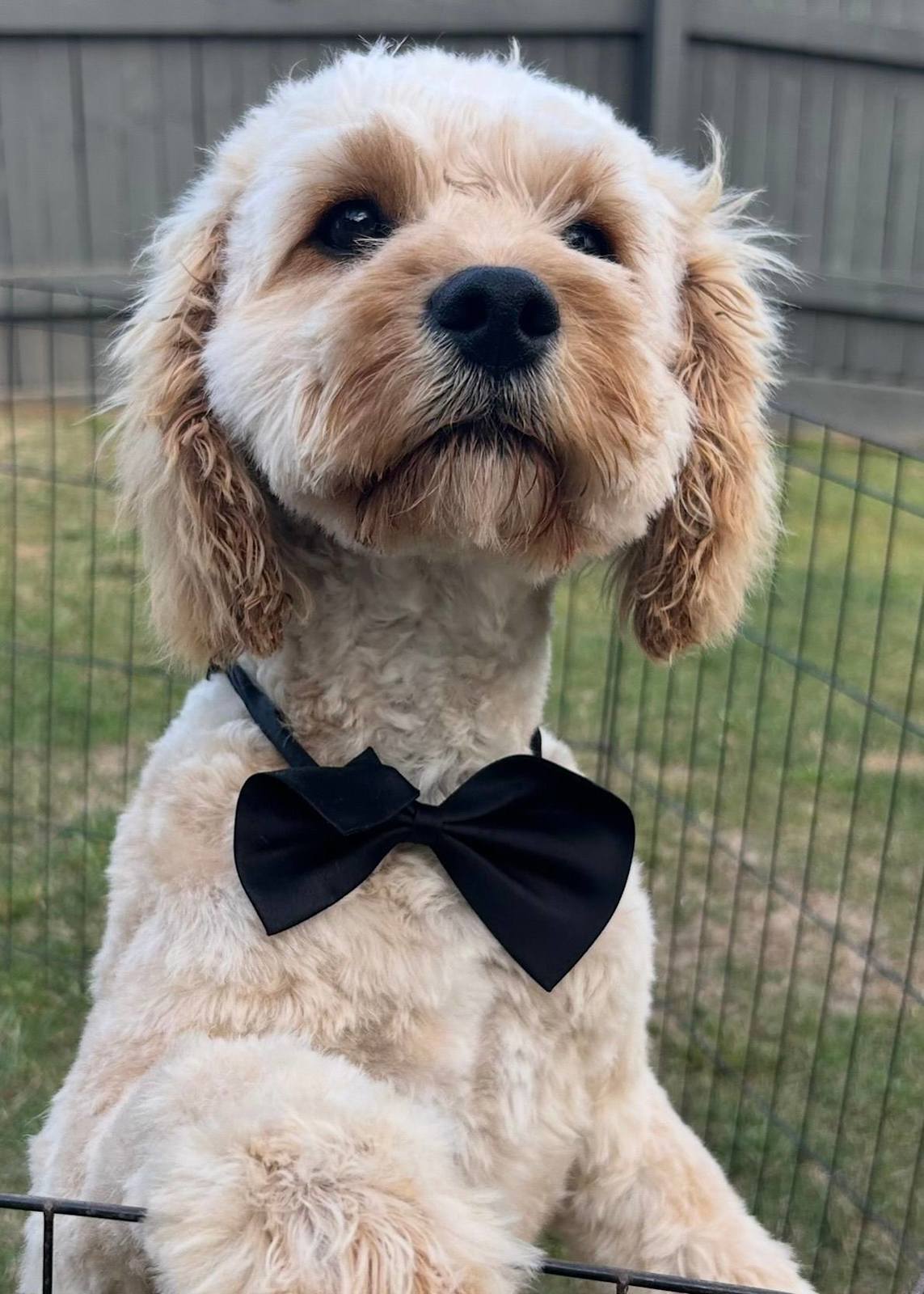 Caramel Cavoodle Male Dogs Puppies Gumtree Australia