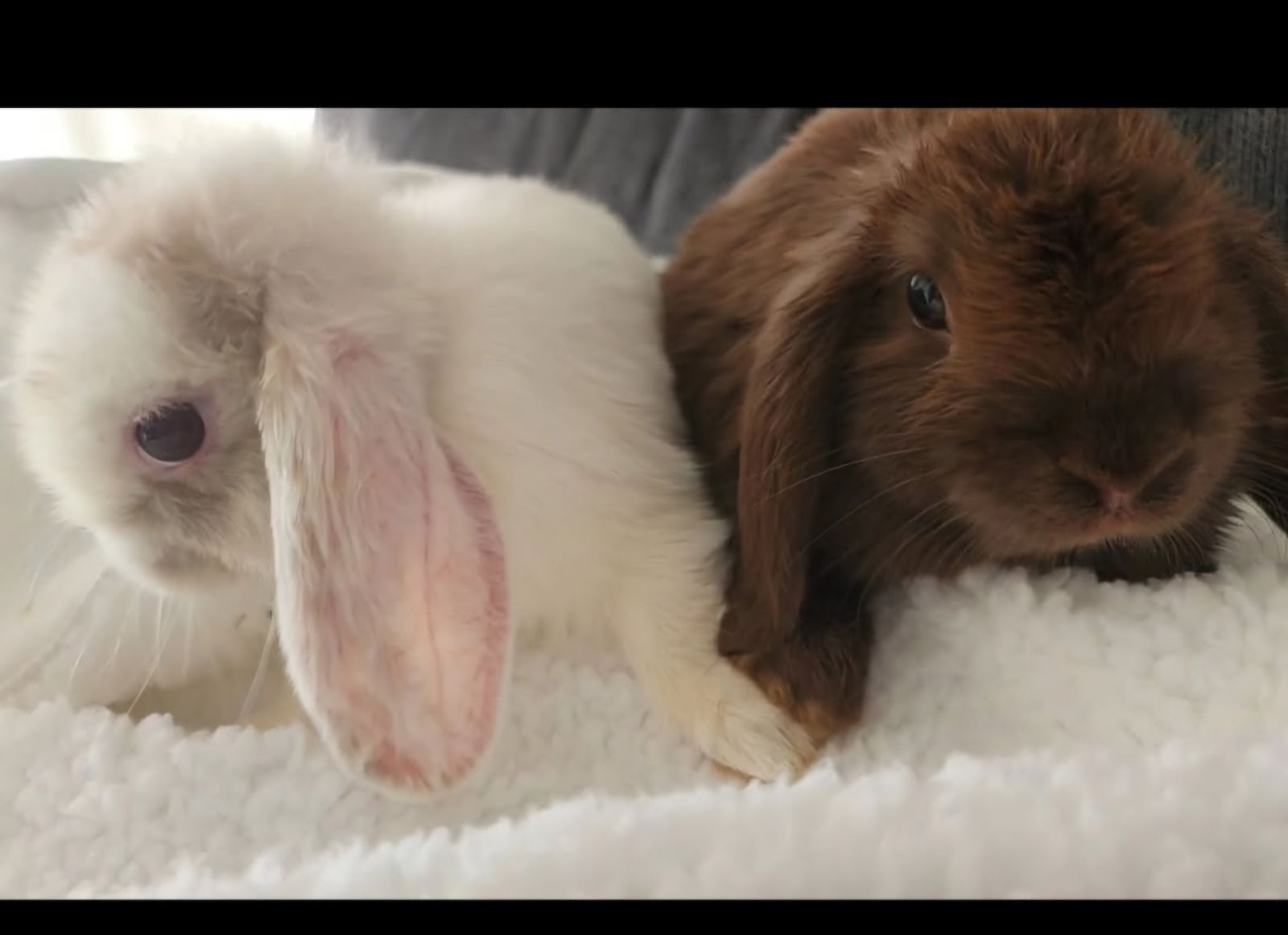 Bonding Rabbits Male Or Female Rabbits As Pets Rabbit Spay And