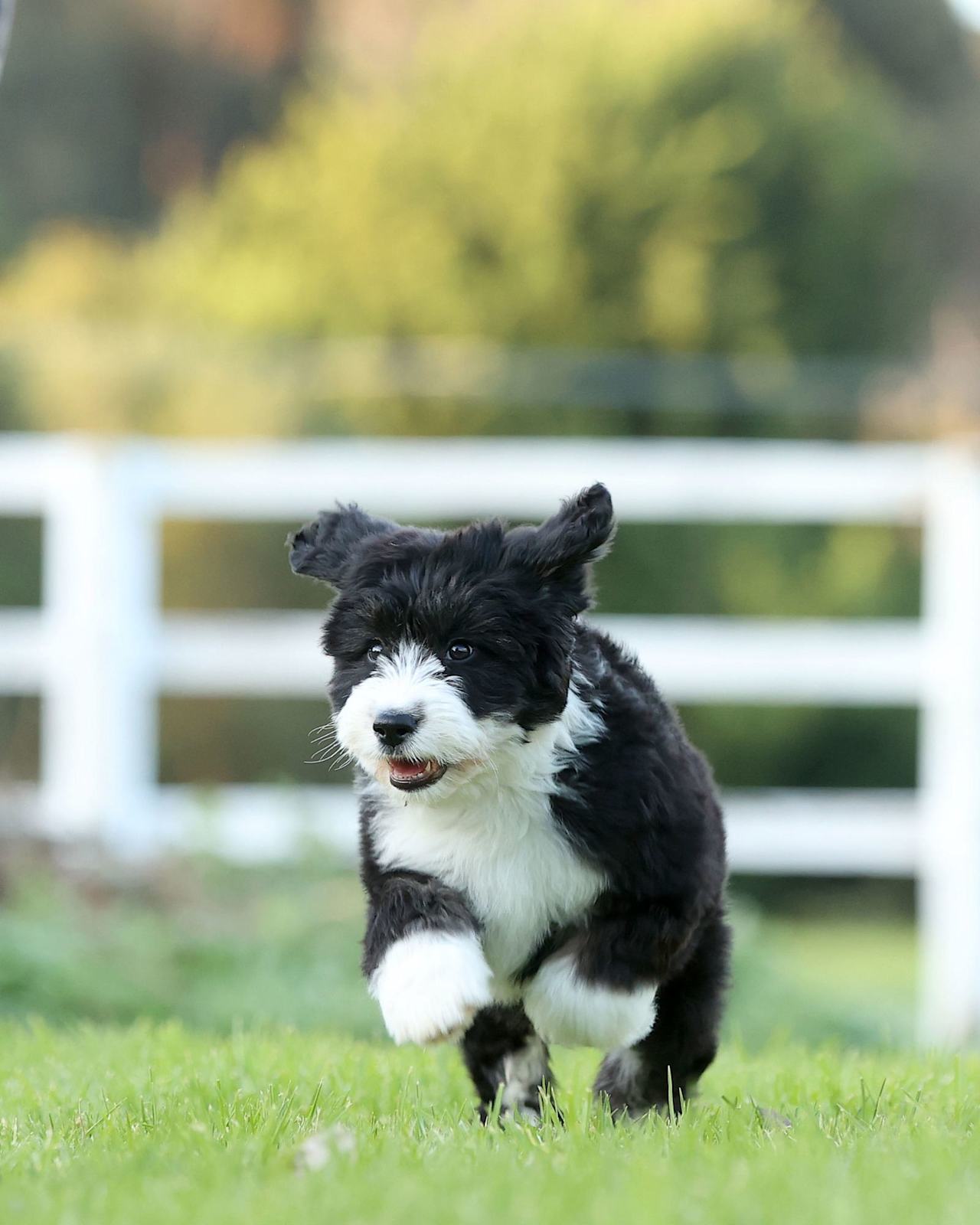Old English Sheepdog Poodle Mix Sheepadoodle Allergies