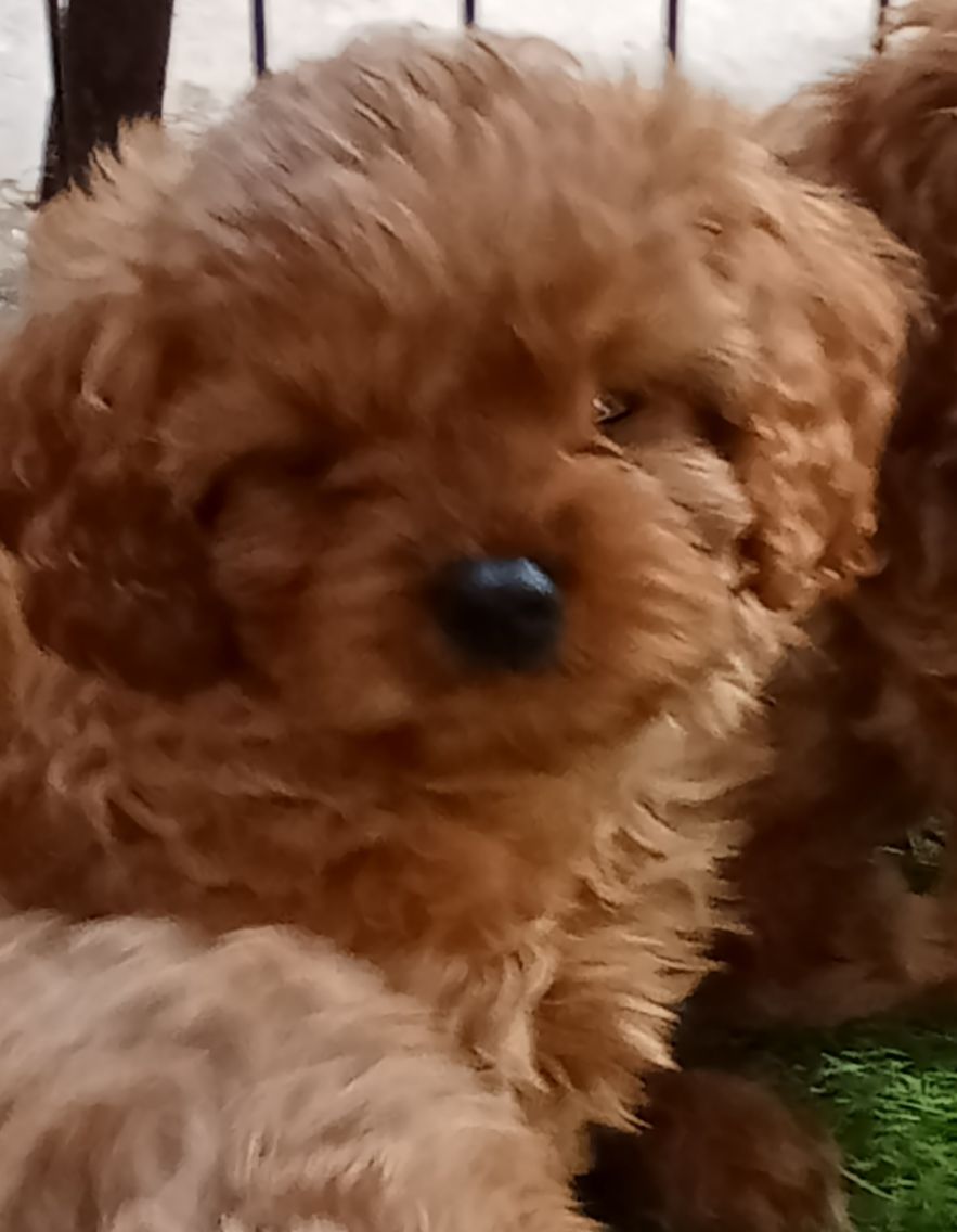 Cavoodle Toy Puppies, First Dogs Puppies