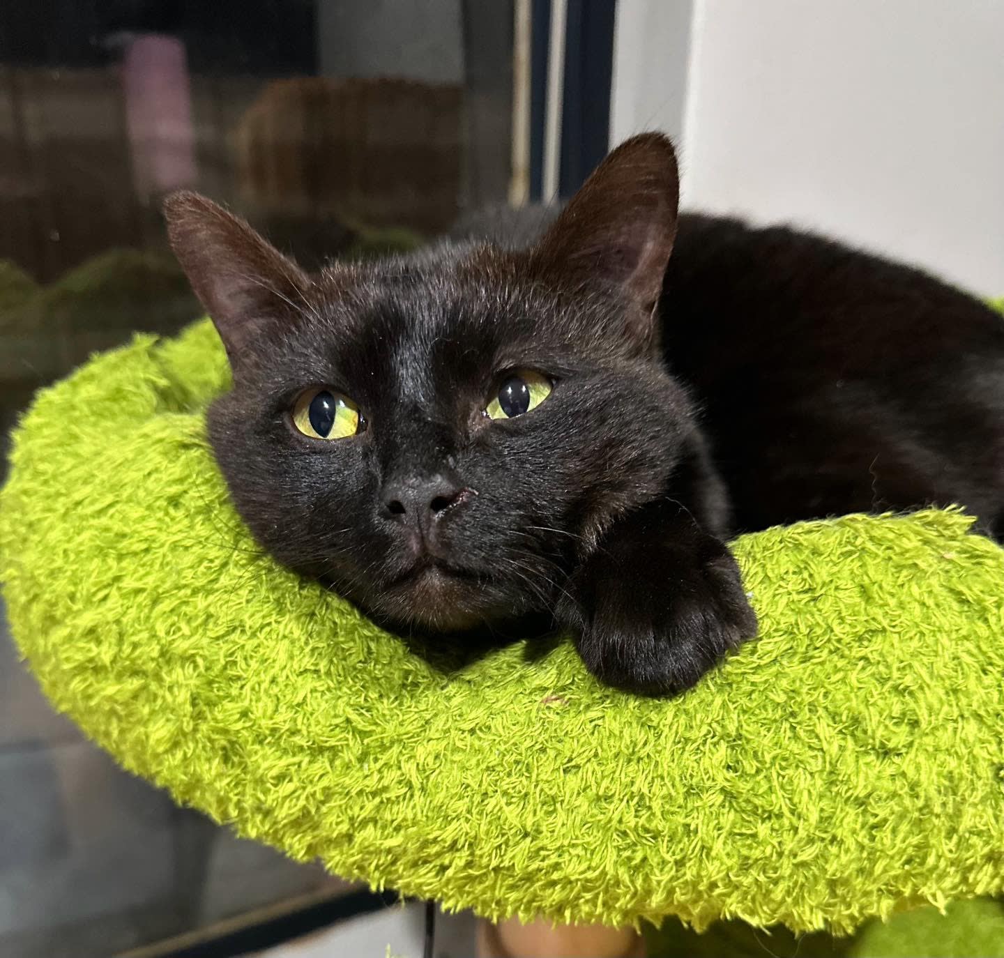 Perth Gumtree Lost Pets Gumtree Outback Road Art Print