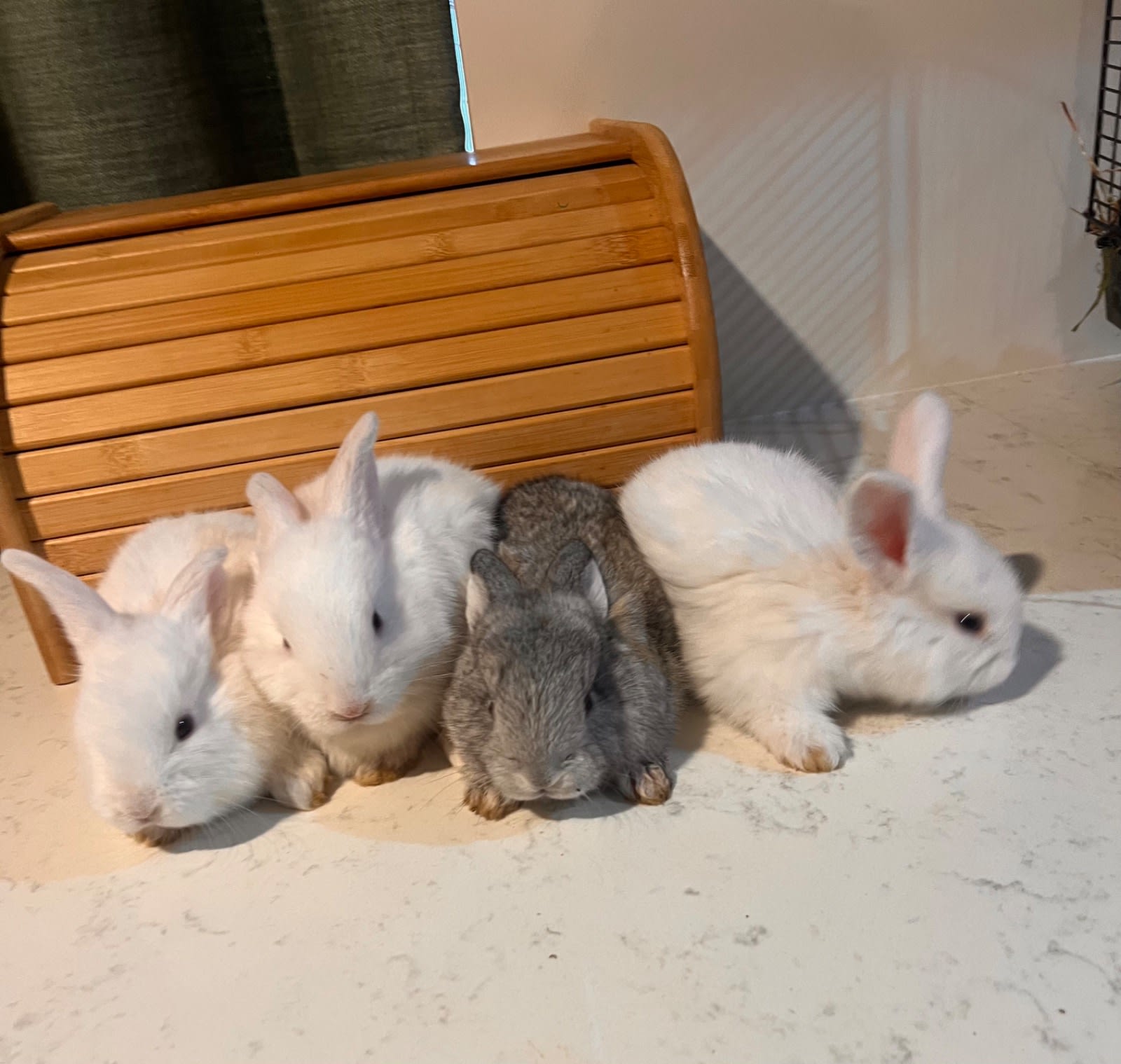 Pet rabbit for sale $40 pick up Rabbits Gumtree Australia