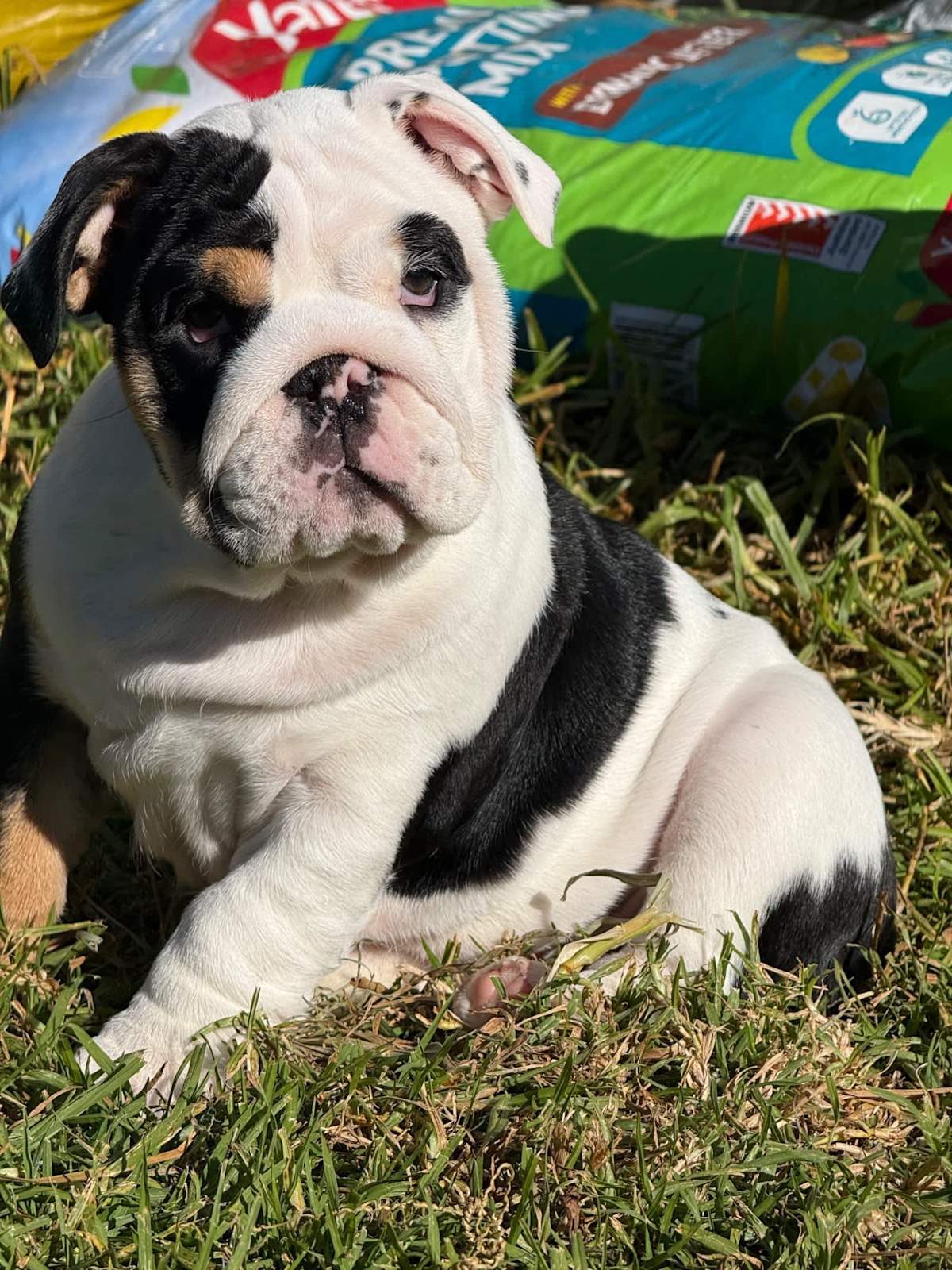 English Bulldog French Bulldogs For Sale Gumtree Brindle English