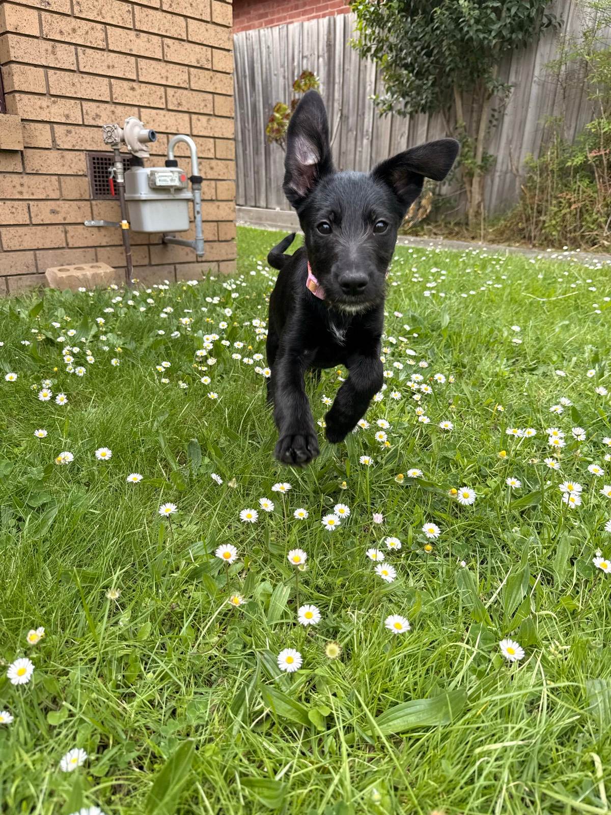month old German Shepherd cross Dogs Puppies Gumtree