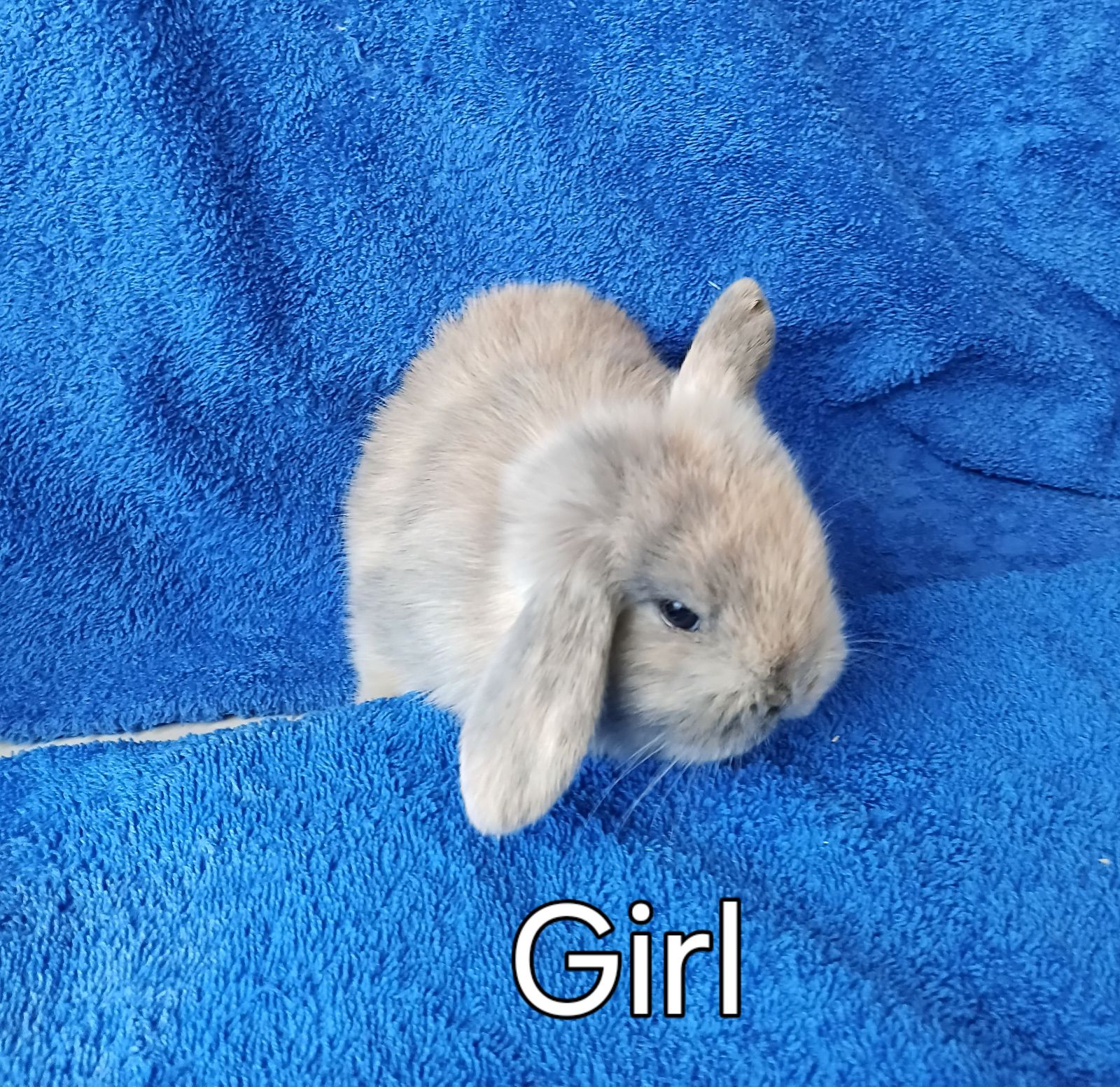 Mini Lop Rabbit Dutch Rabbits For Sale Netherland Dwarf Bunnies