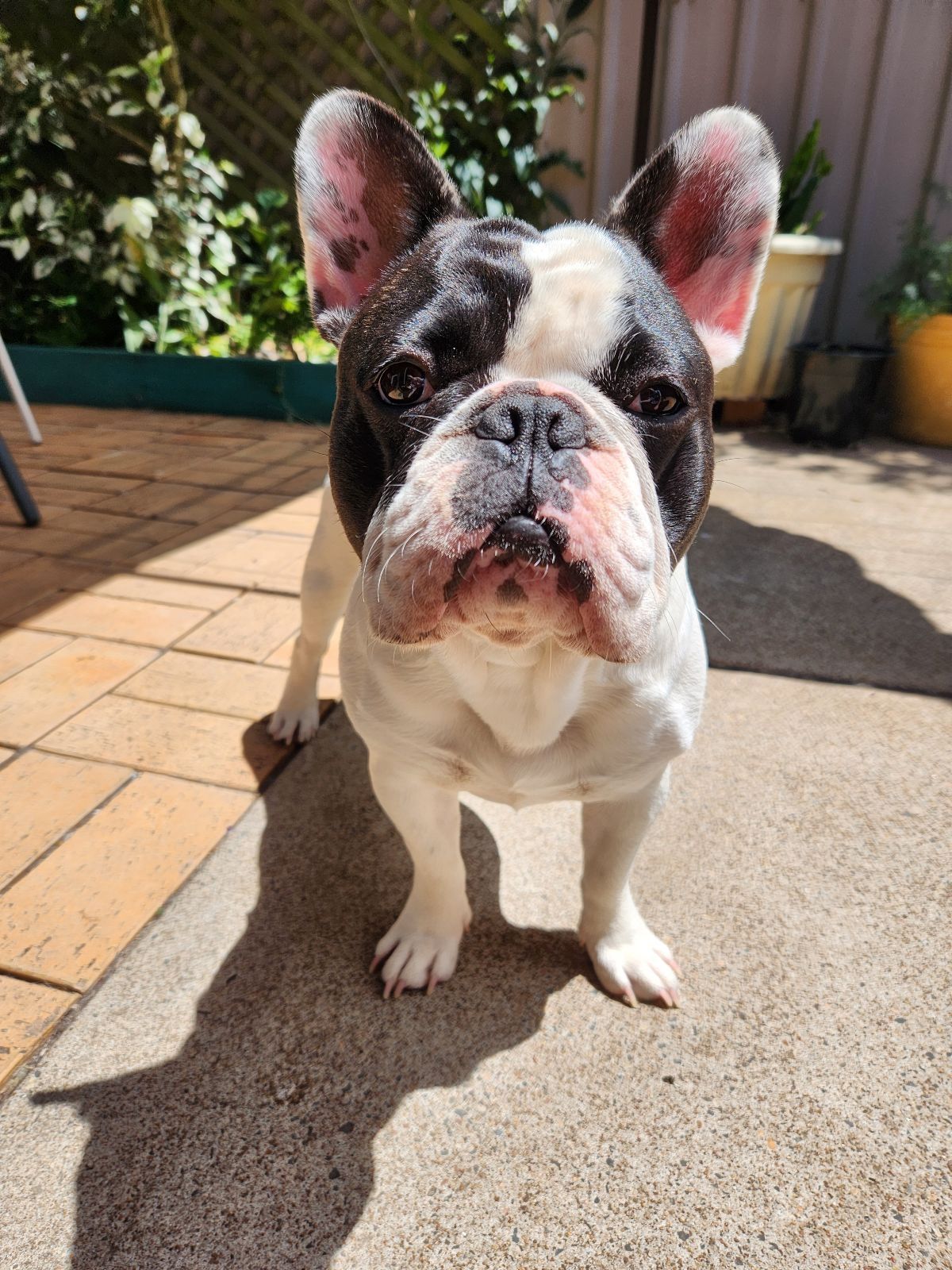 Ankc French Bulldog Puppy Gumtree Isabella Tan French Bulldog - Main Image