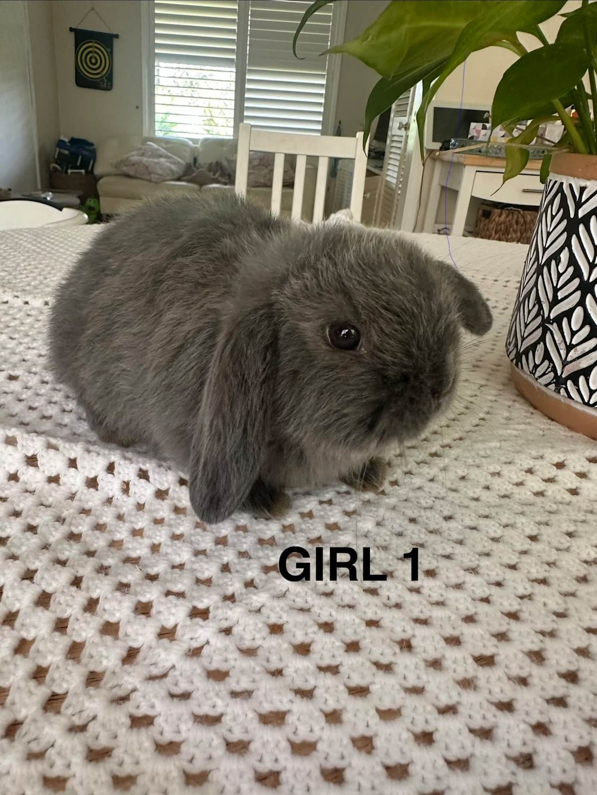 Mini Lop Bunny Rabbits Rabbits Gumtree Australia Blue