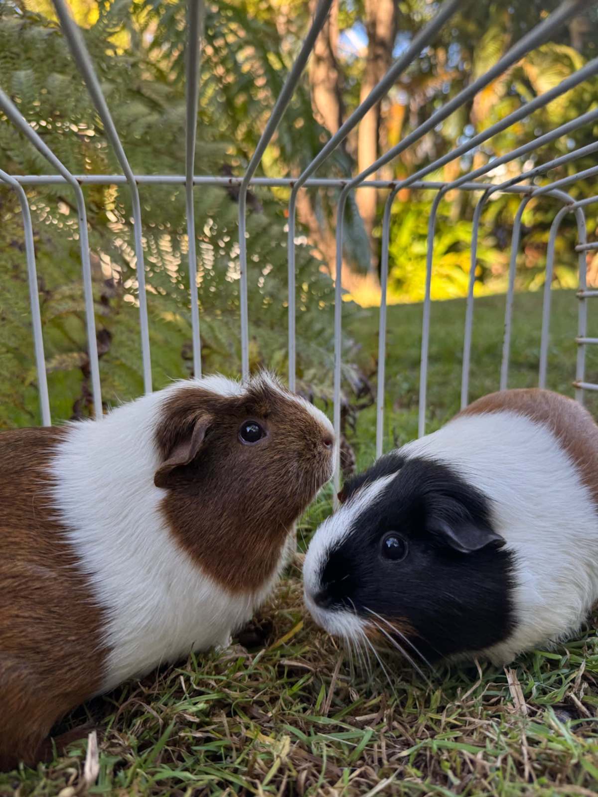 Gumtree Baby Girl Guinea Pigs For Sale Female Guinea Do You Need