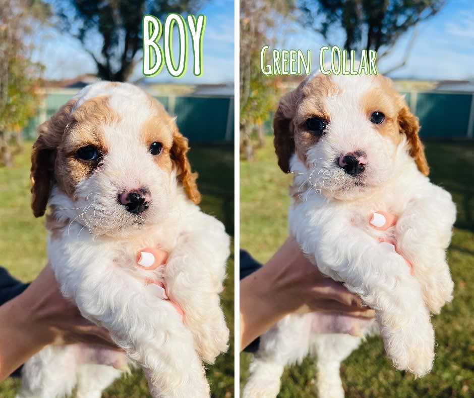 Cockapoo Puppy Gumtree Cavachon Fully Grown Cavoodle Shedding