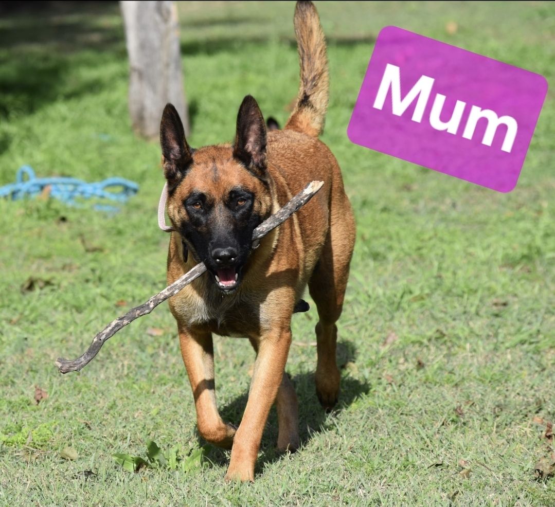 Dutch Shepherd Cross Belgian Malinois Dutch Shepherd X Belgian