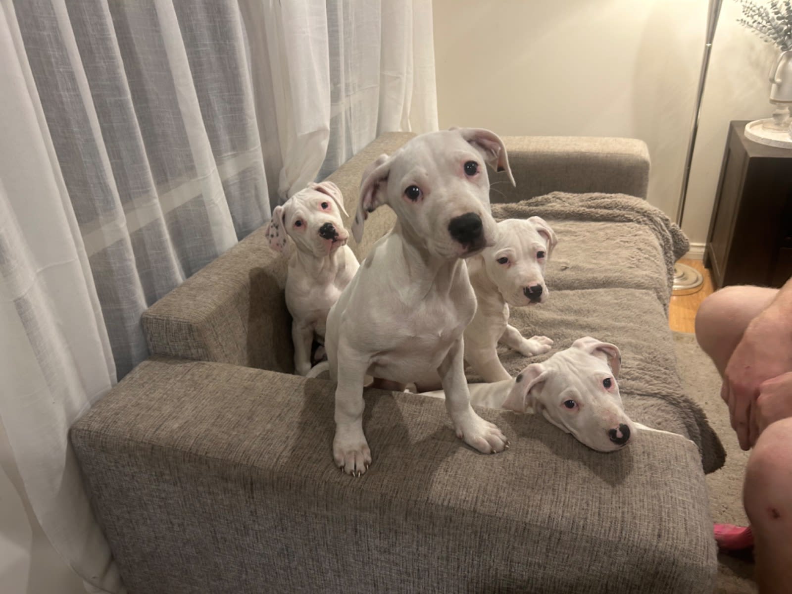 Puppy Bull Arab Bull Arab Online Breed Information