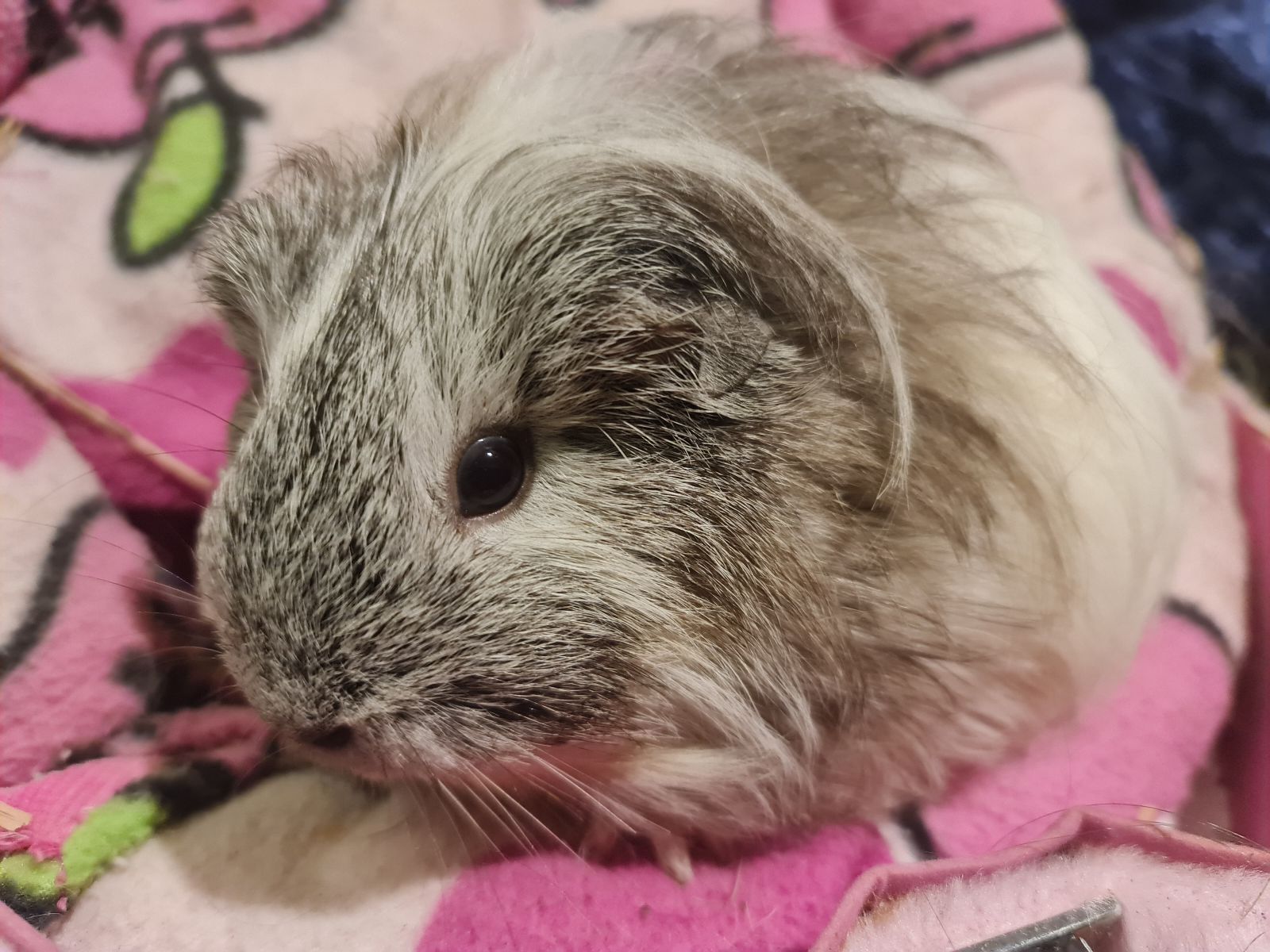 female guinea do guinea pigs need to be in pairs