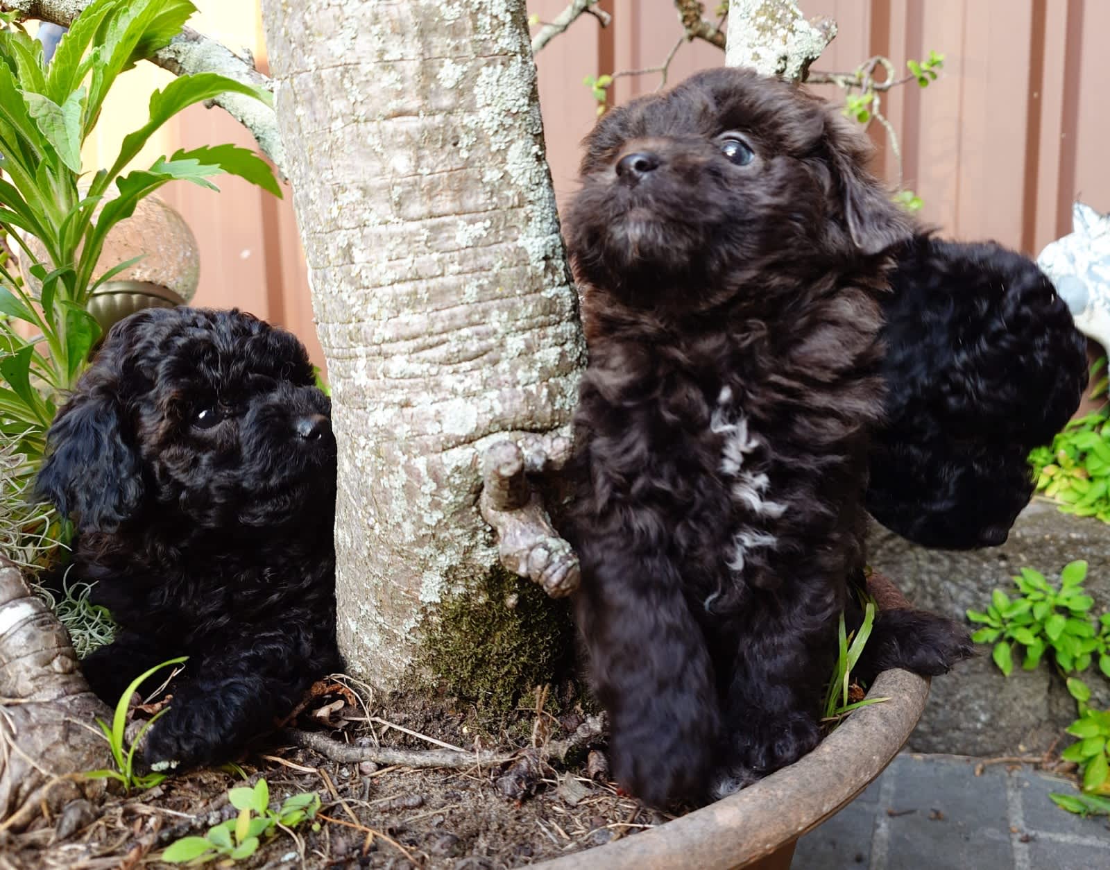 Life Span Do Maltese Dogs Shed Maltese Dog Breed Health And Care PetMD