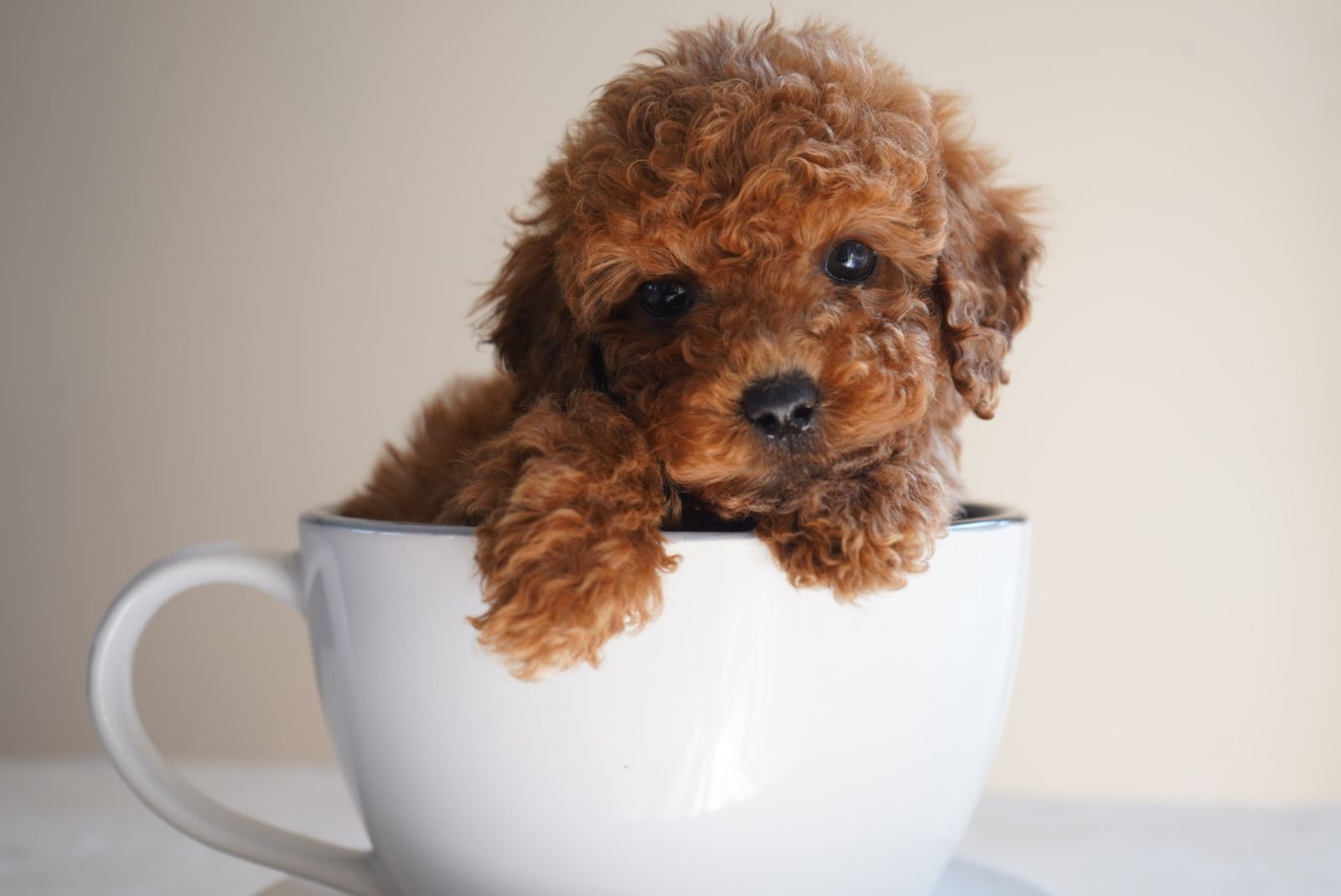 Dog Trading Post Cavoodle Toy Cavoodle Gumtree Cavoodle Puppies