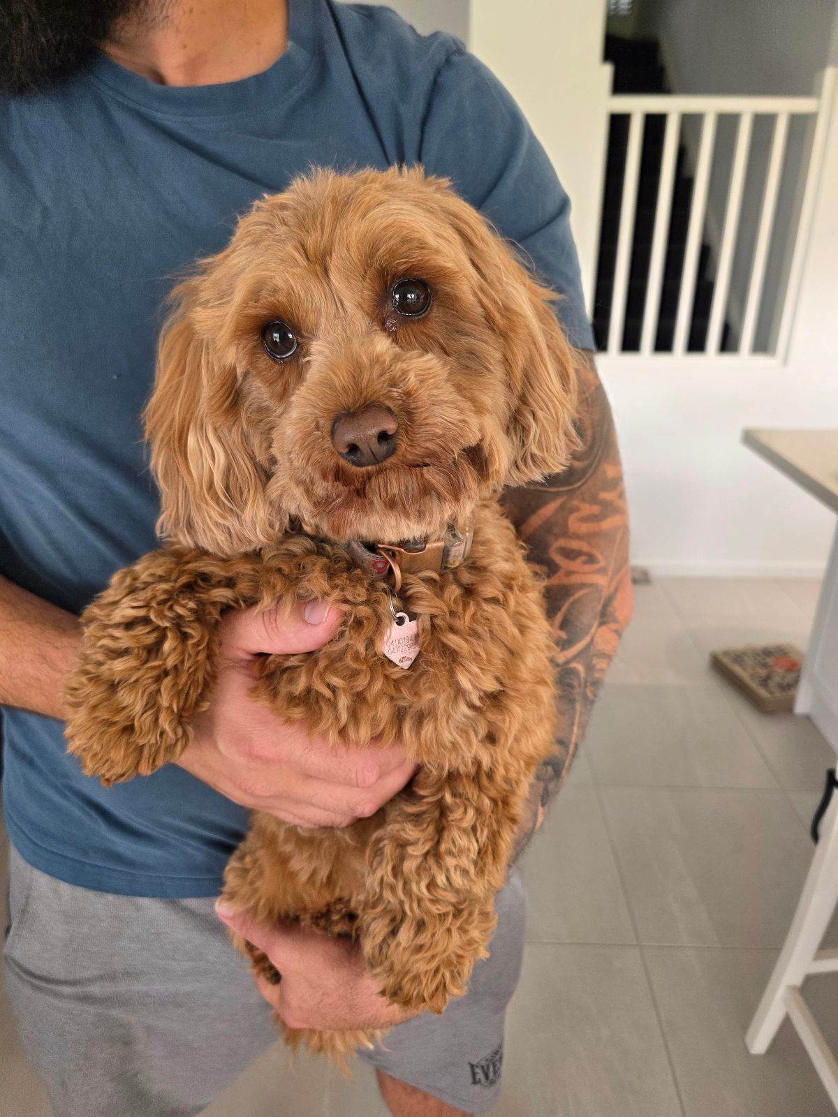 Female Cavoodle years old Dogs Puppies Gumtree Australia
