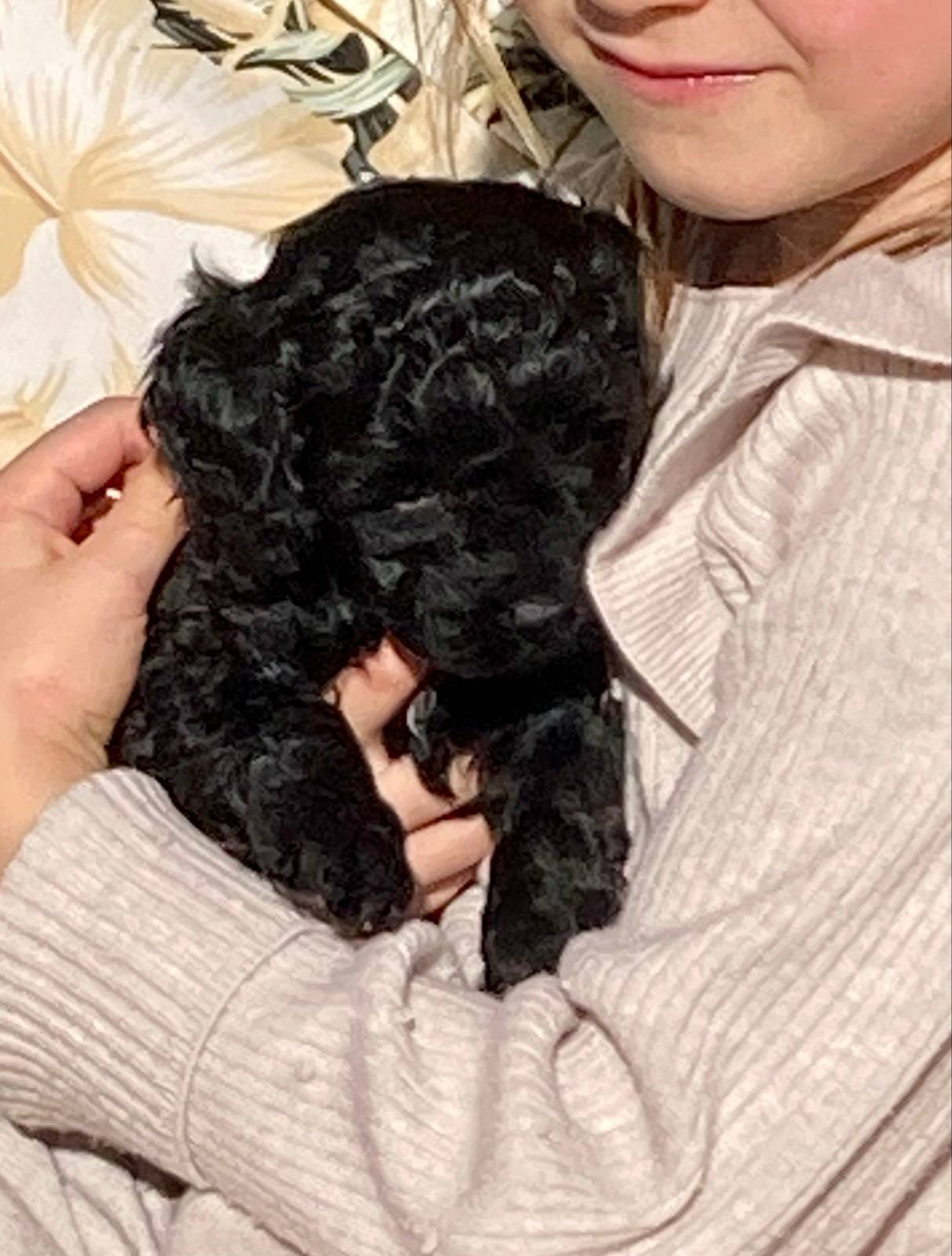 Classifieds Gumtree Teddy Bear Puppies Adoption Near Me Teddy Bear