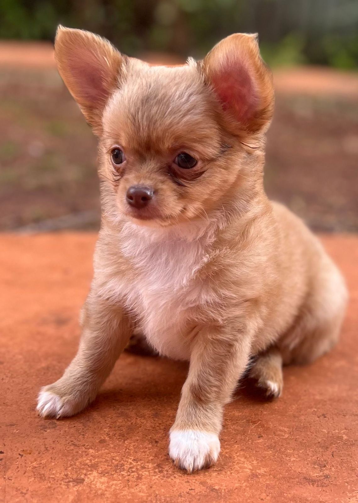 Chihuahua puppies Dogs Puppies Gumtree Australia Logan