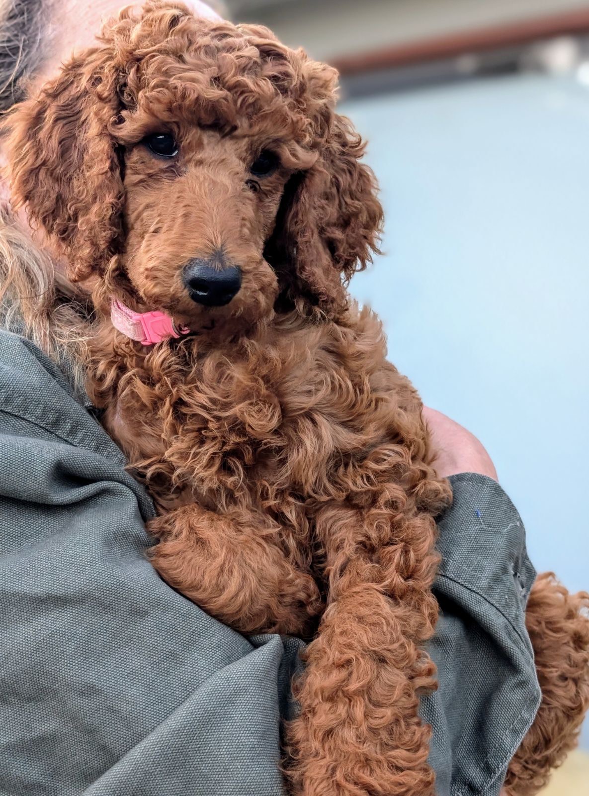 Full Grown Red Standard Poodle Puppy Stunning Female Red Standard