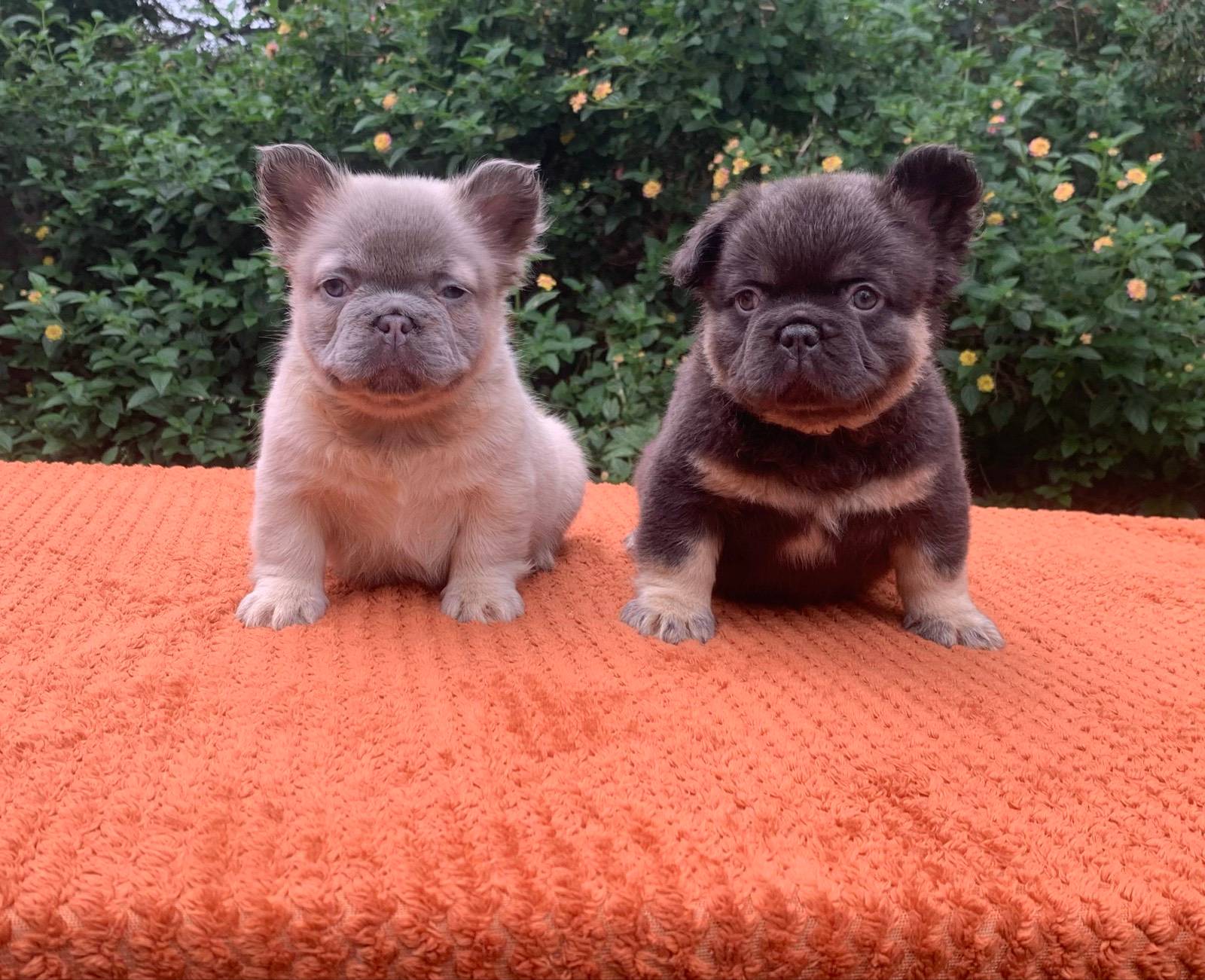 French bulldog fluffy Male and Female puppies Perth Gumtree