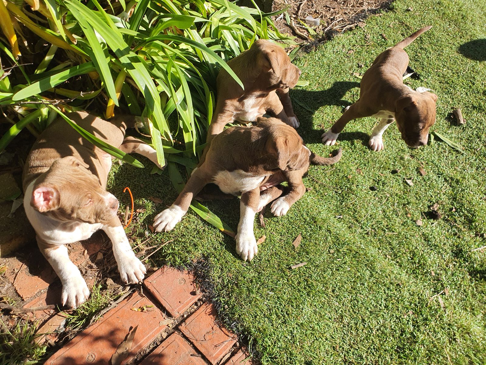 American Staffordshire Terrier Red Nose Staffy For Sale American